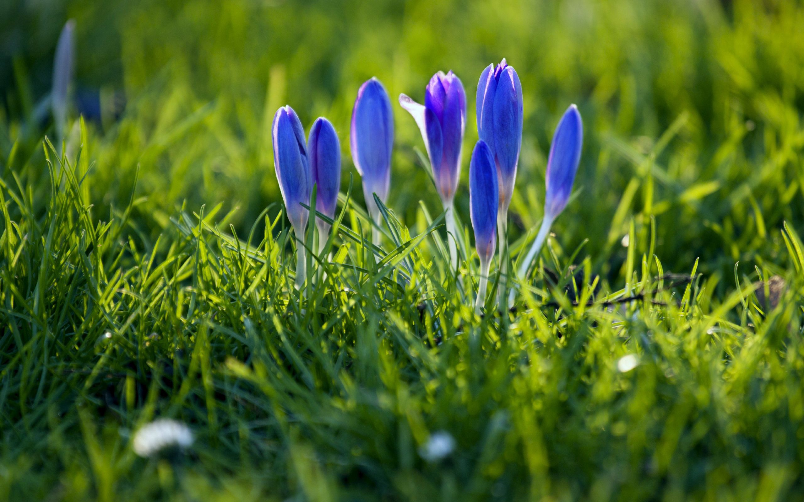Download background spring, flowers, snowdrops, plant