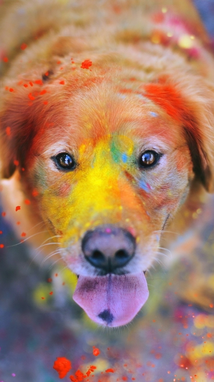 Download mobile wallpaper Dog, Holiday, Colors, Golden Retriever, Holi for free.