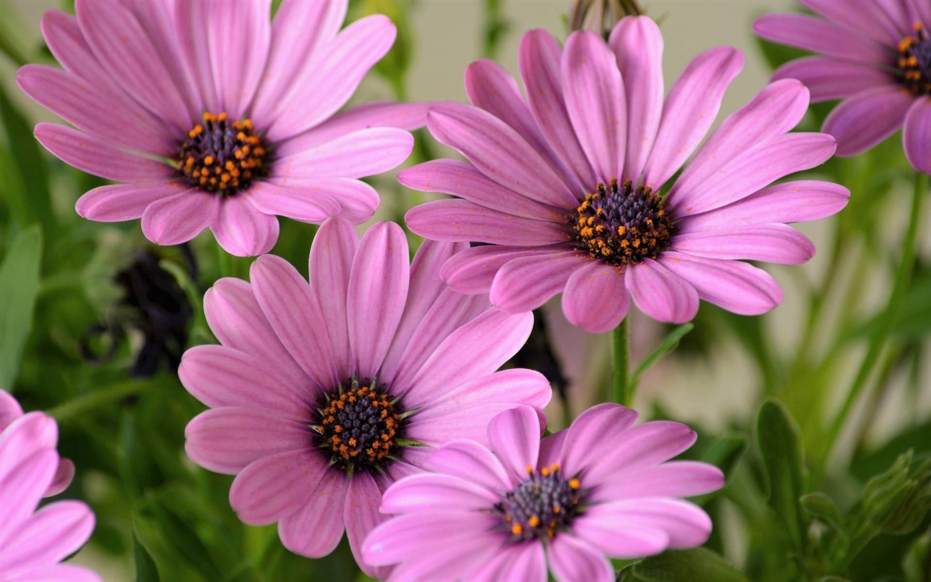 Free download wallpaper Flower, Earth, Daisy, African Daisy, Purple Flower on your PC desktop