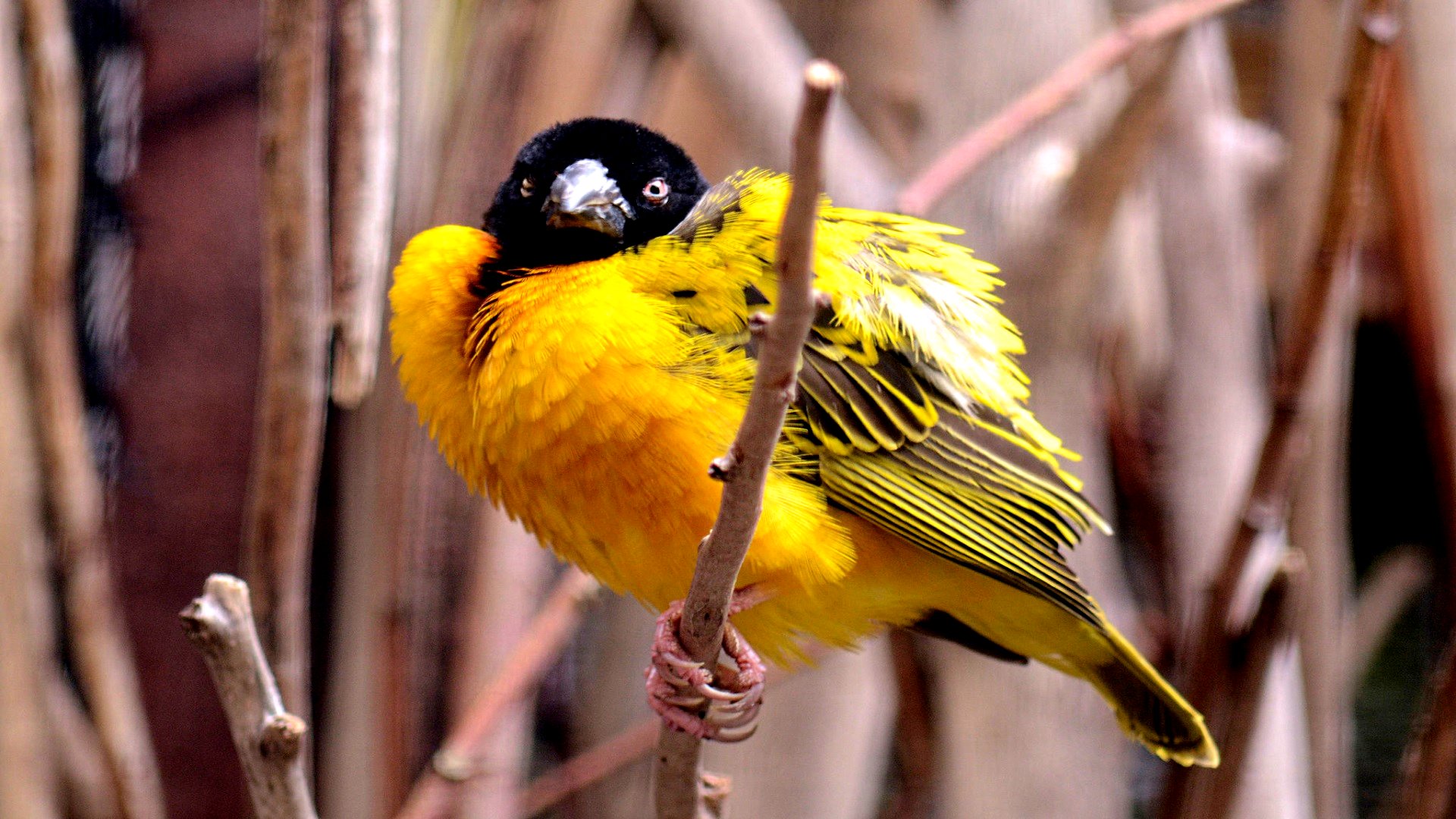 Baixar papel de parede para celular de Animais, Aves, Pássaro gratuito.