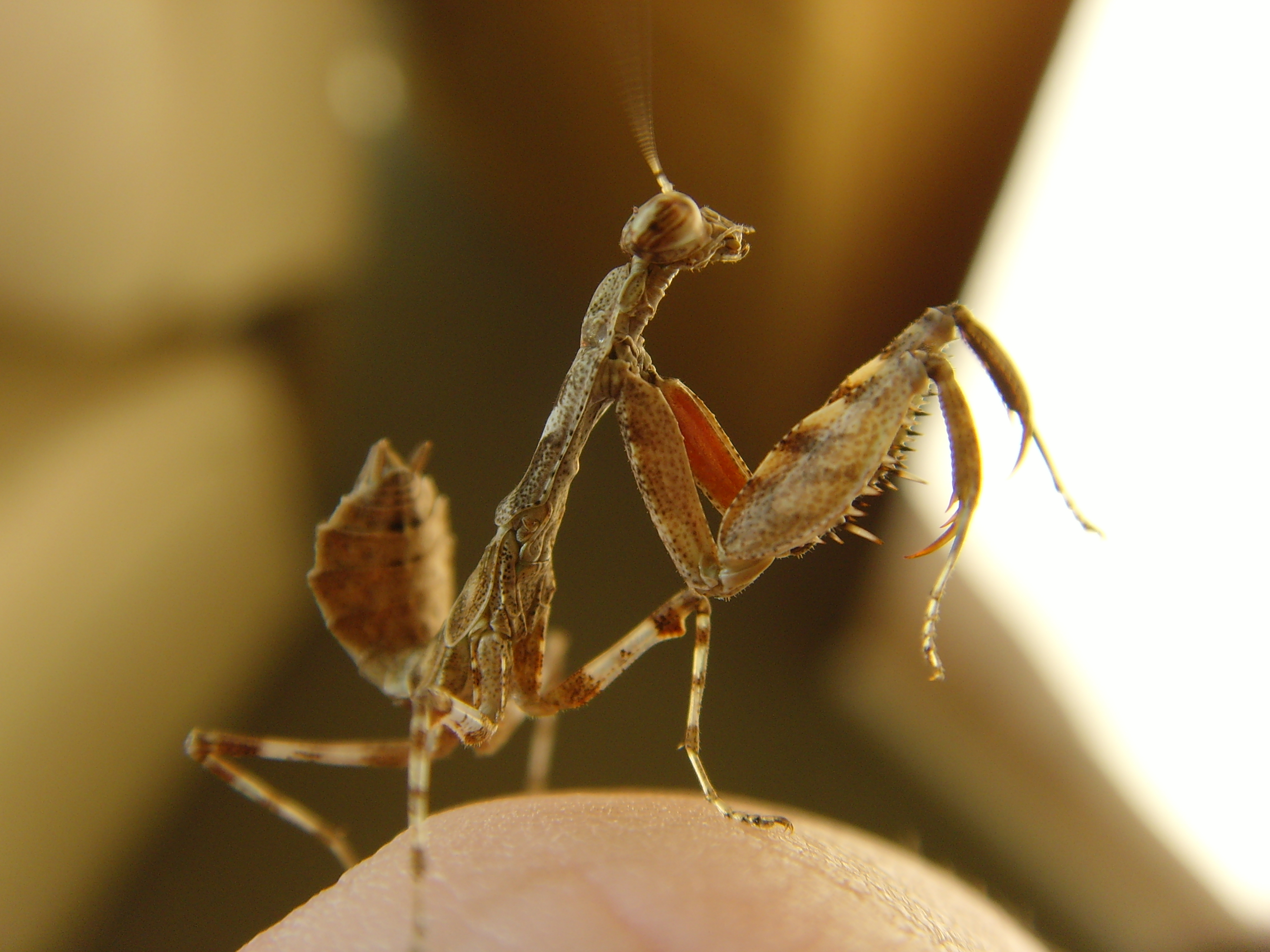 Free download wallpaper Praying Mantis, Insects, Animal on your PC desktop