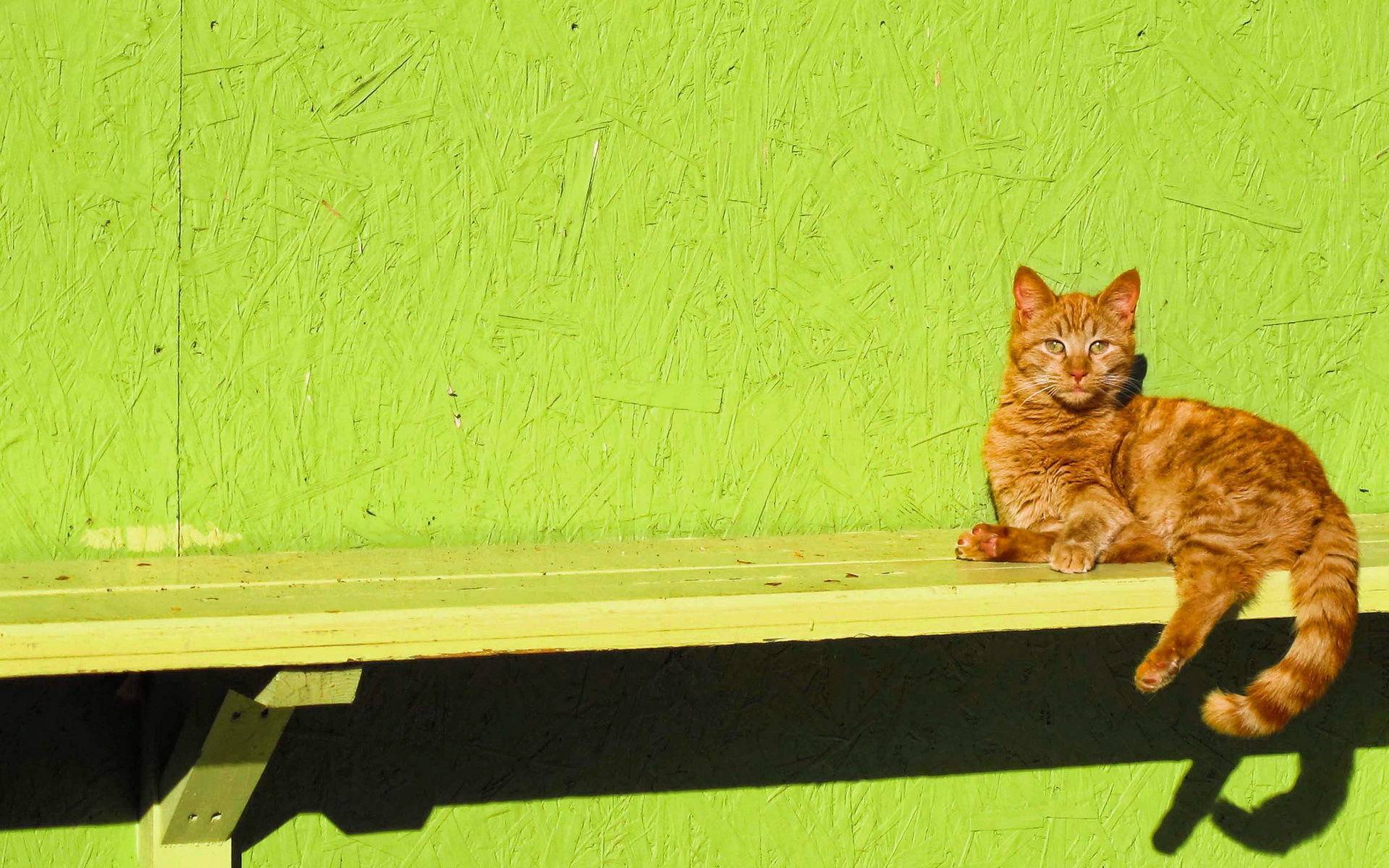 Baixe gratuitamente a imagem Gato, Gatos, Animais na área de trabalho do seu PC