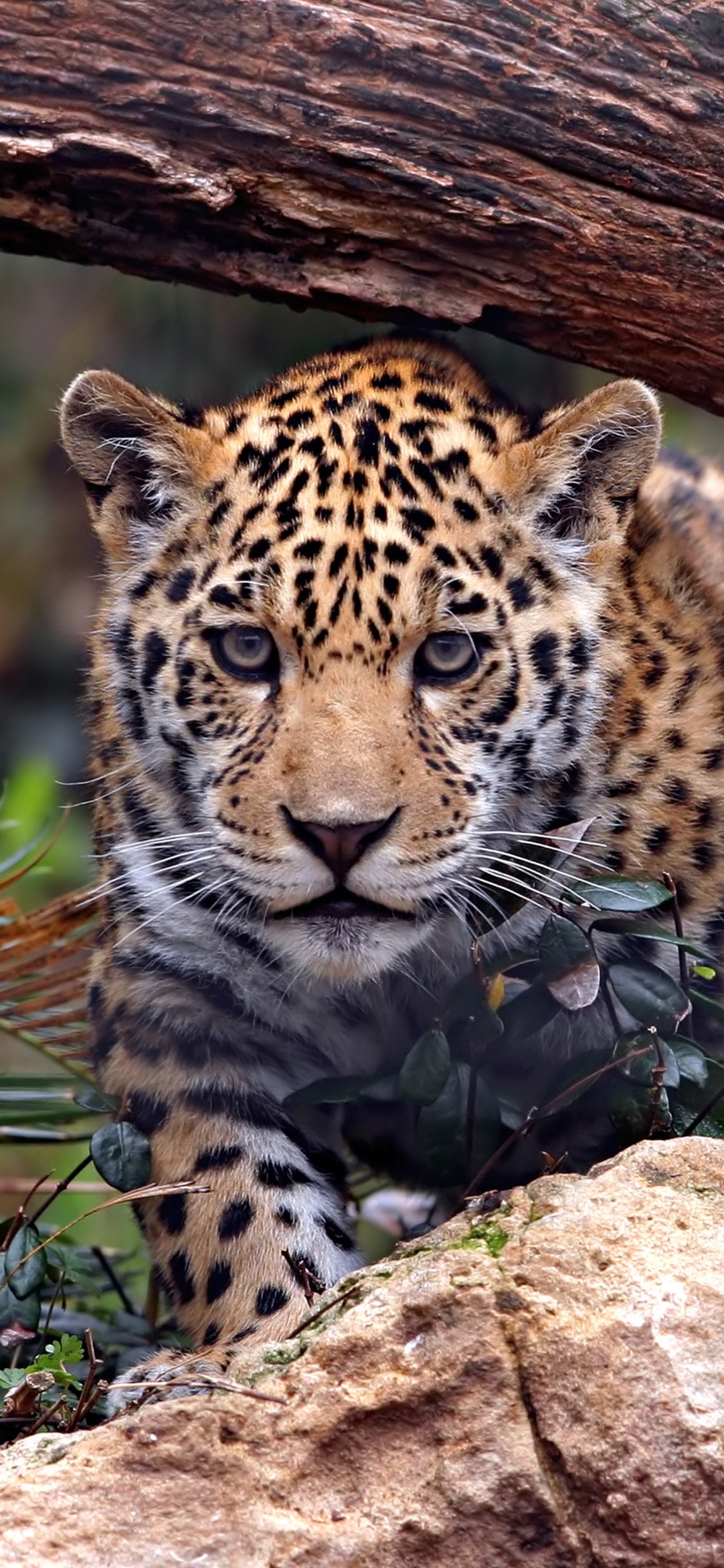 Download mobile wallpaper Cats, Jaguar, Leopard, Animal for free.