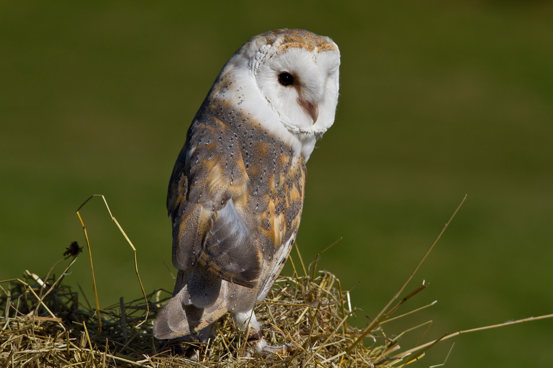 Download mobile wallpaper Barn Owl, Birds, Animal for free.