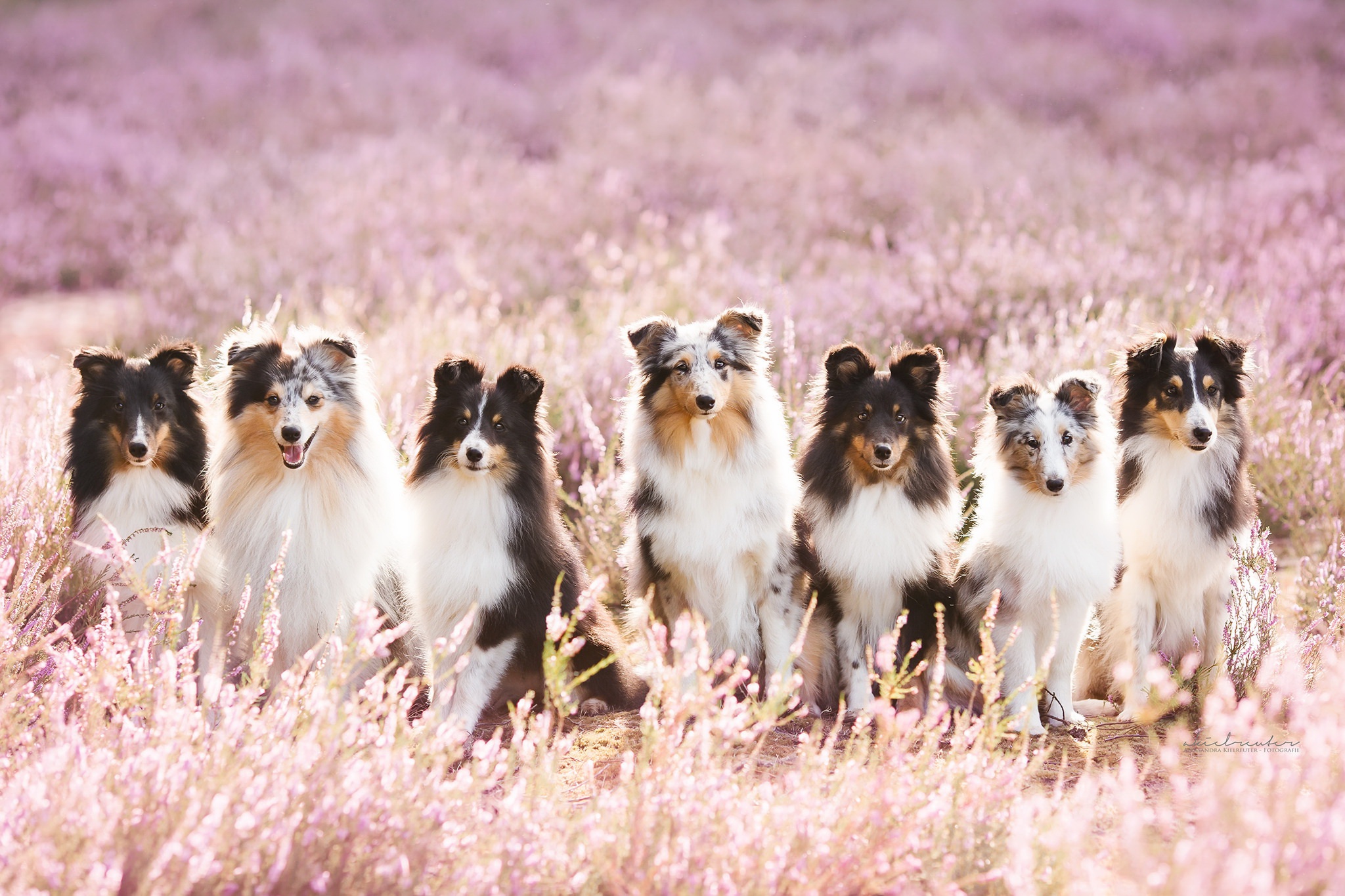 421749 Hintergrundbild herunterladen tiere, shetland schäferhund, hund, lavendel, hunde - Bildschirmschoner und Bilder kostenlos