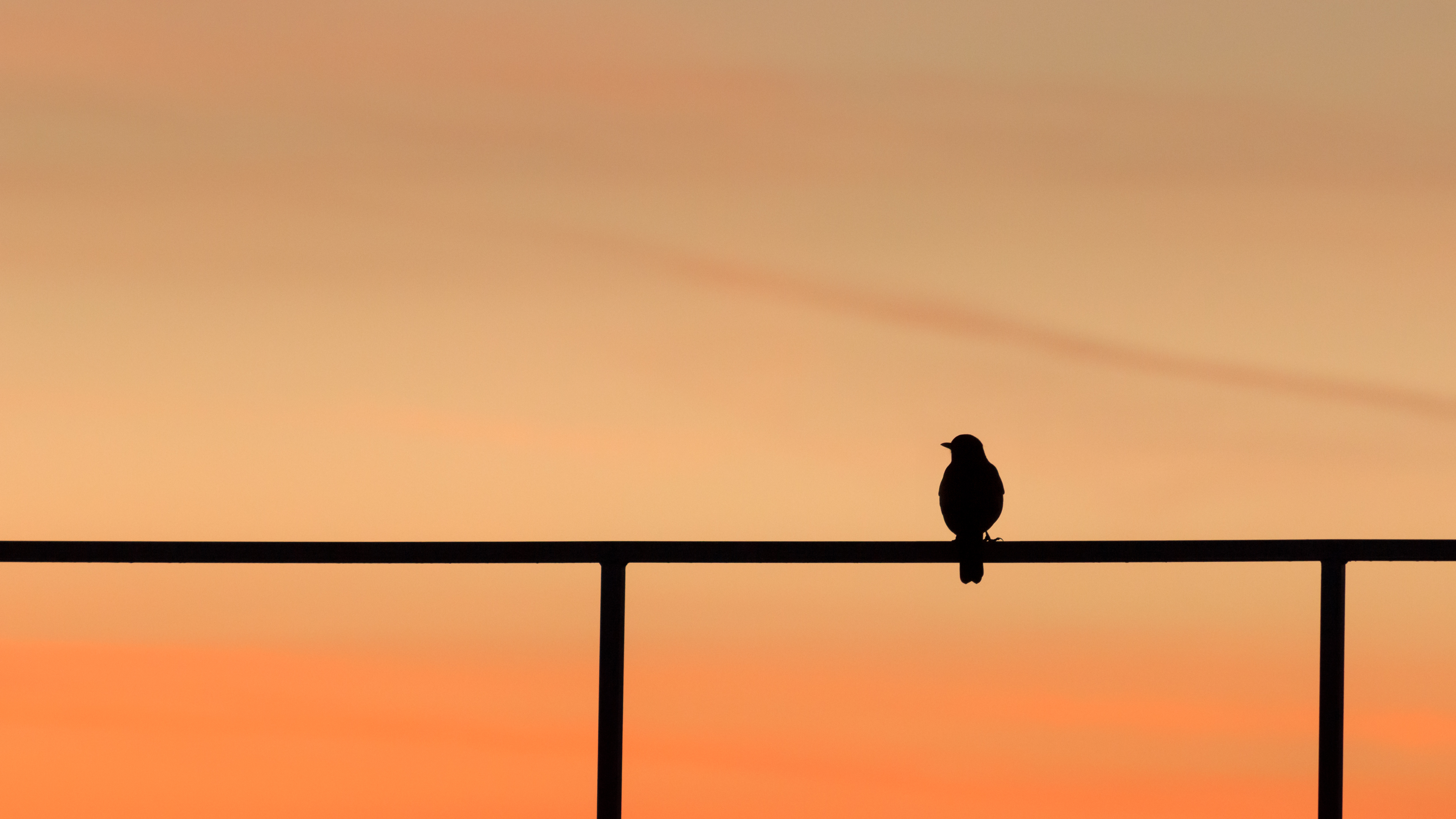 Download mobile wallpaper Bird, Silhouette, Dark, Minimalism for free.