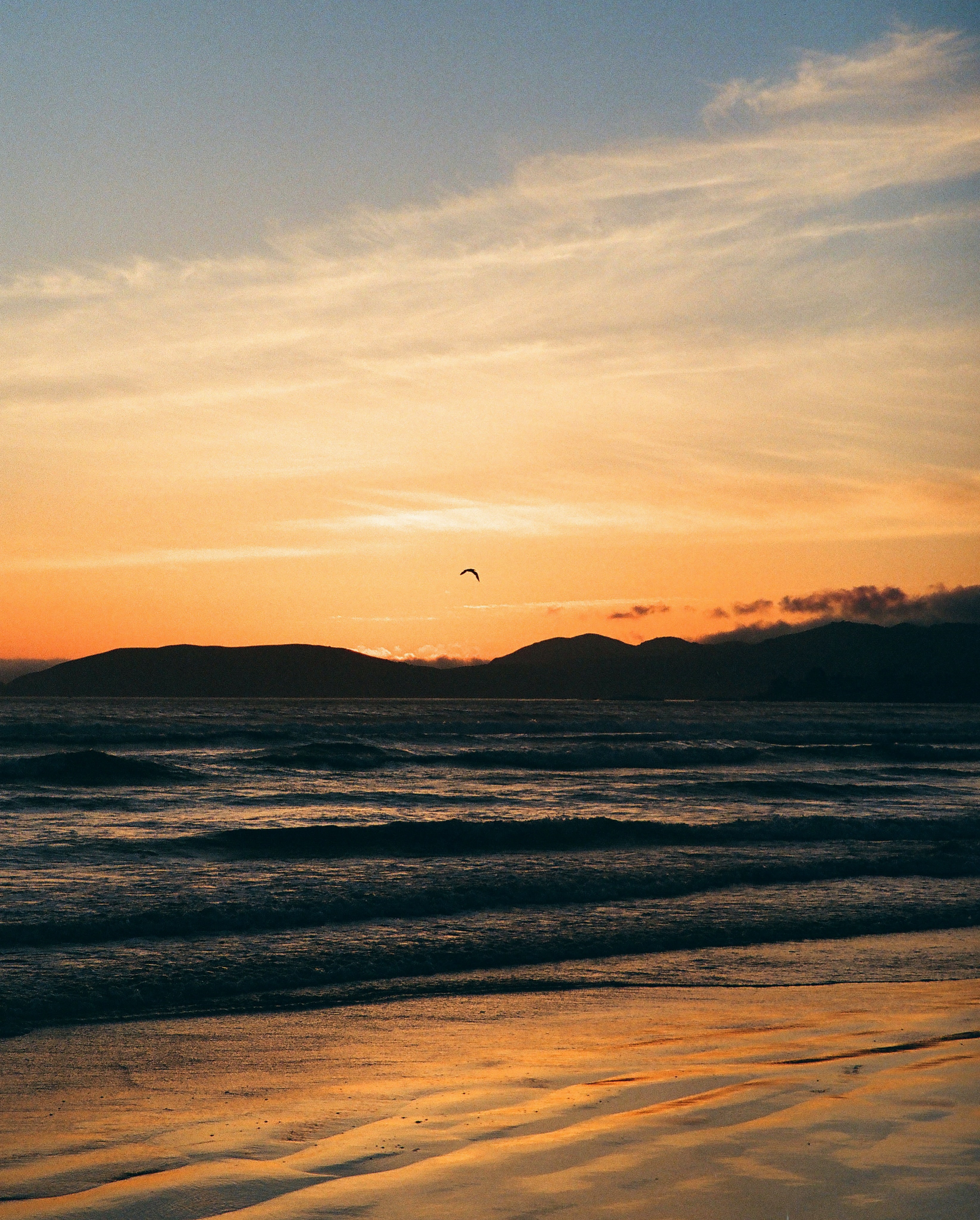 Download mobile wallpaper Gull, Coast, Nature, Sunset, Seagull, Sea for free.