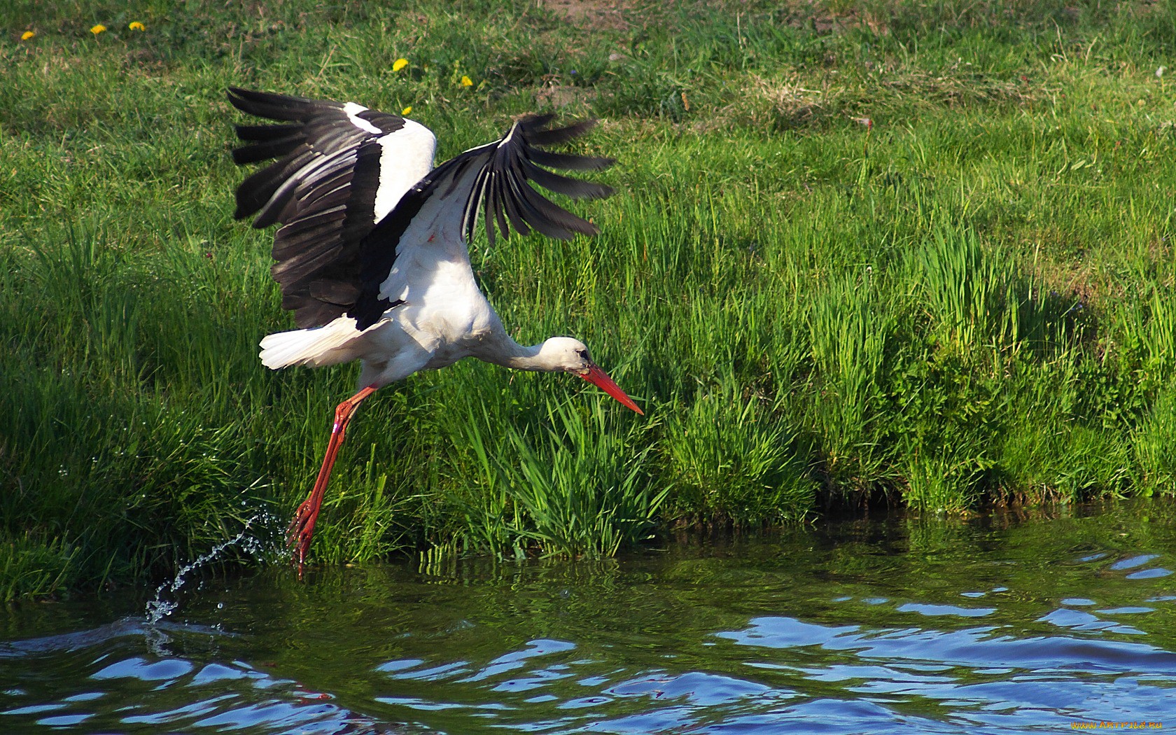 Free download wallpaper Birds, Animal, White Stork on your PC desktop
