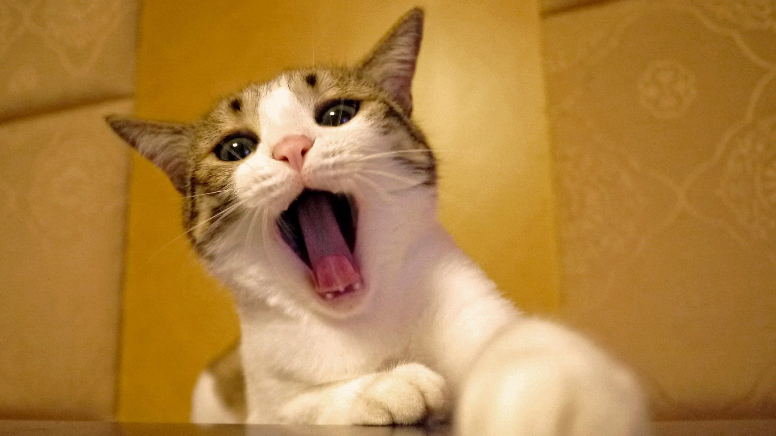 to yawn, animals, cat, muzzle, beautiful, yawn