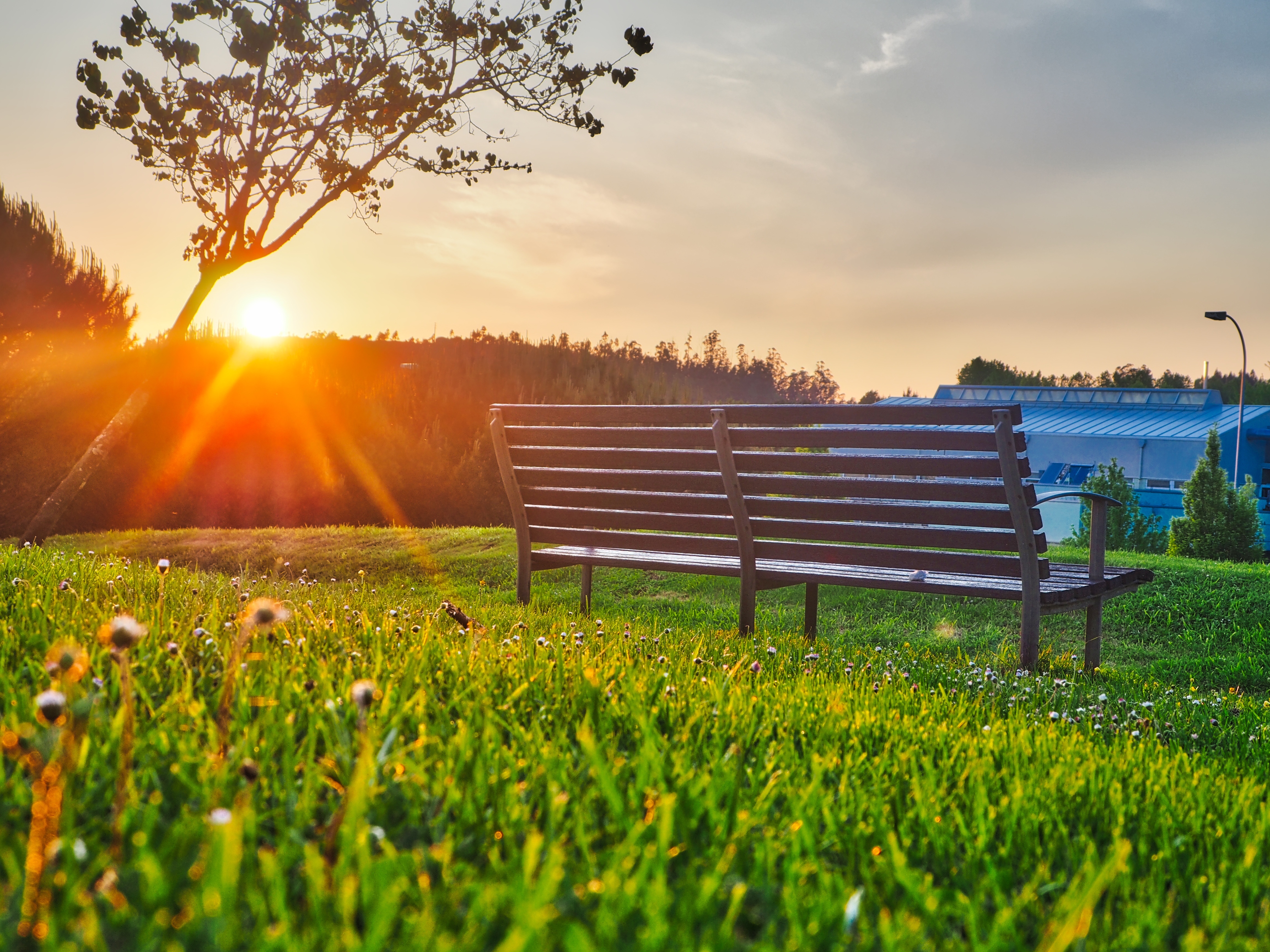 sunlight, park, bench, nature, summer