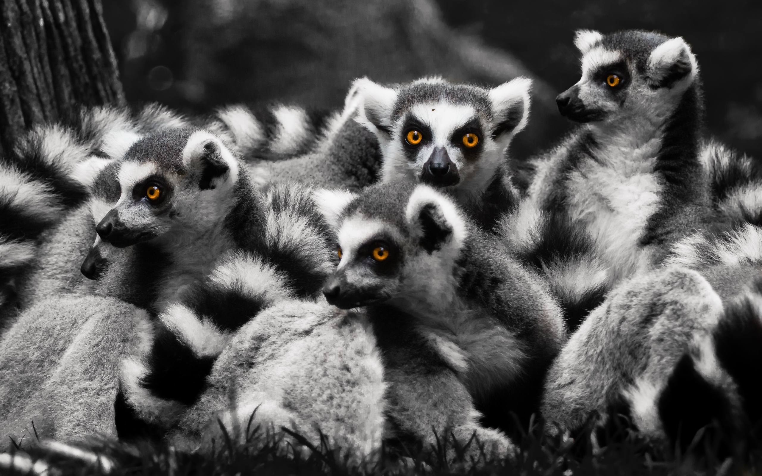 Laden Sie das Tiere, Lemur, Primas, Affen, Selektive Farbe-Bild kostenlos auf Ihren PC-Desktop herunter