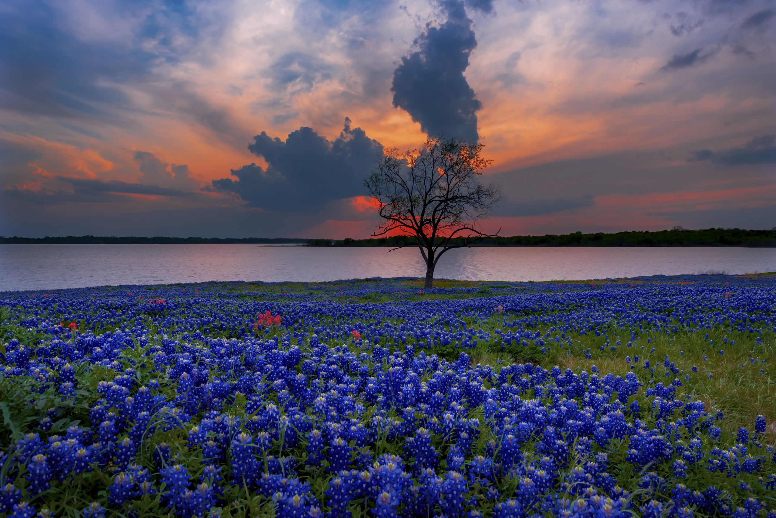 Скачать обои бесплатно Природа, Облака, Цветок, Земля/природа, Техас Блубоннетс картинка на рабочий стол ПК