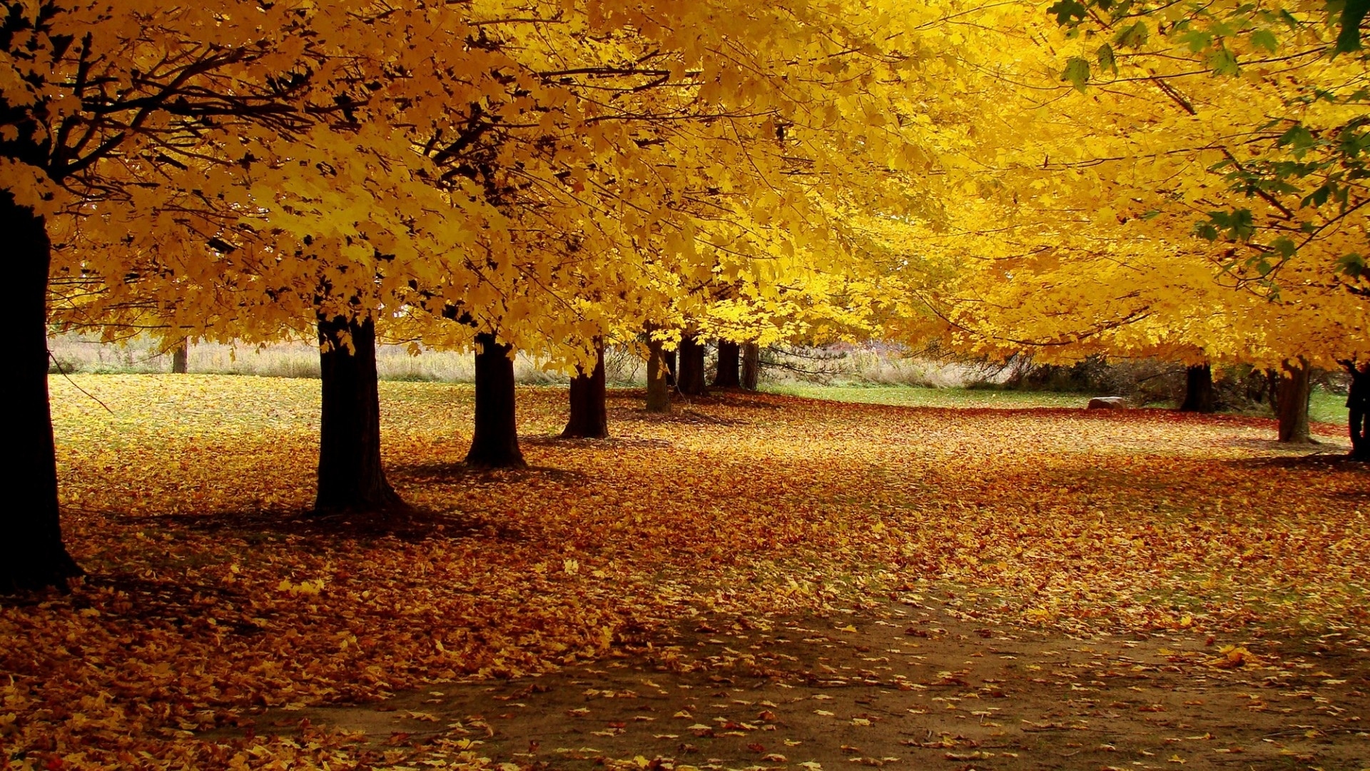 Скачать картинку Природа, Осень, Парк, Листва, Фотографии в телефон бесплатно.