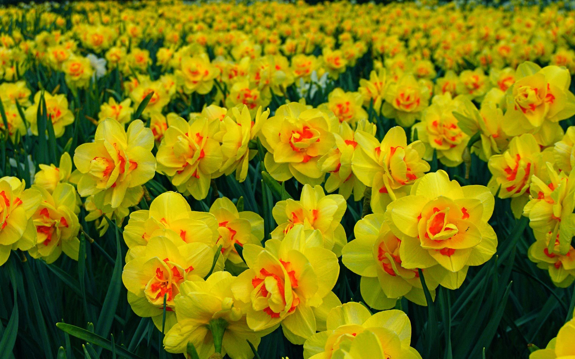 Free download wallpaper Flowers, Flower, Earth, Field, Yellow Flower, Daffodil on your PC desktop