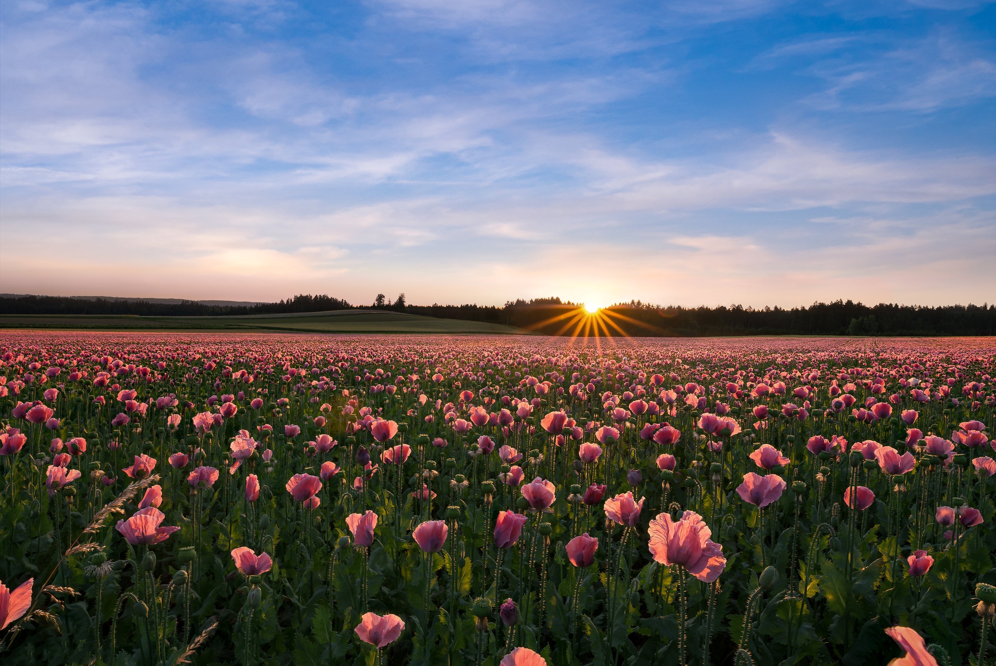 Laden Sie das Natur, Blumen, Mohn, Sommer, Blume, Sonnenaufgang, Feld, Erde/natur, Pinke Blume-Bild kostenlos auf Ihren PC-Desktop herunter