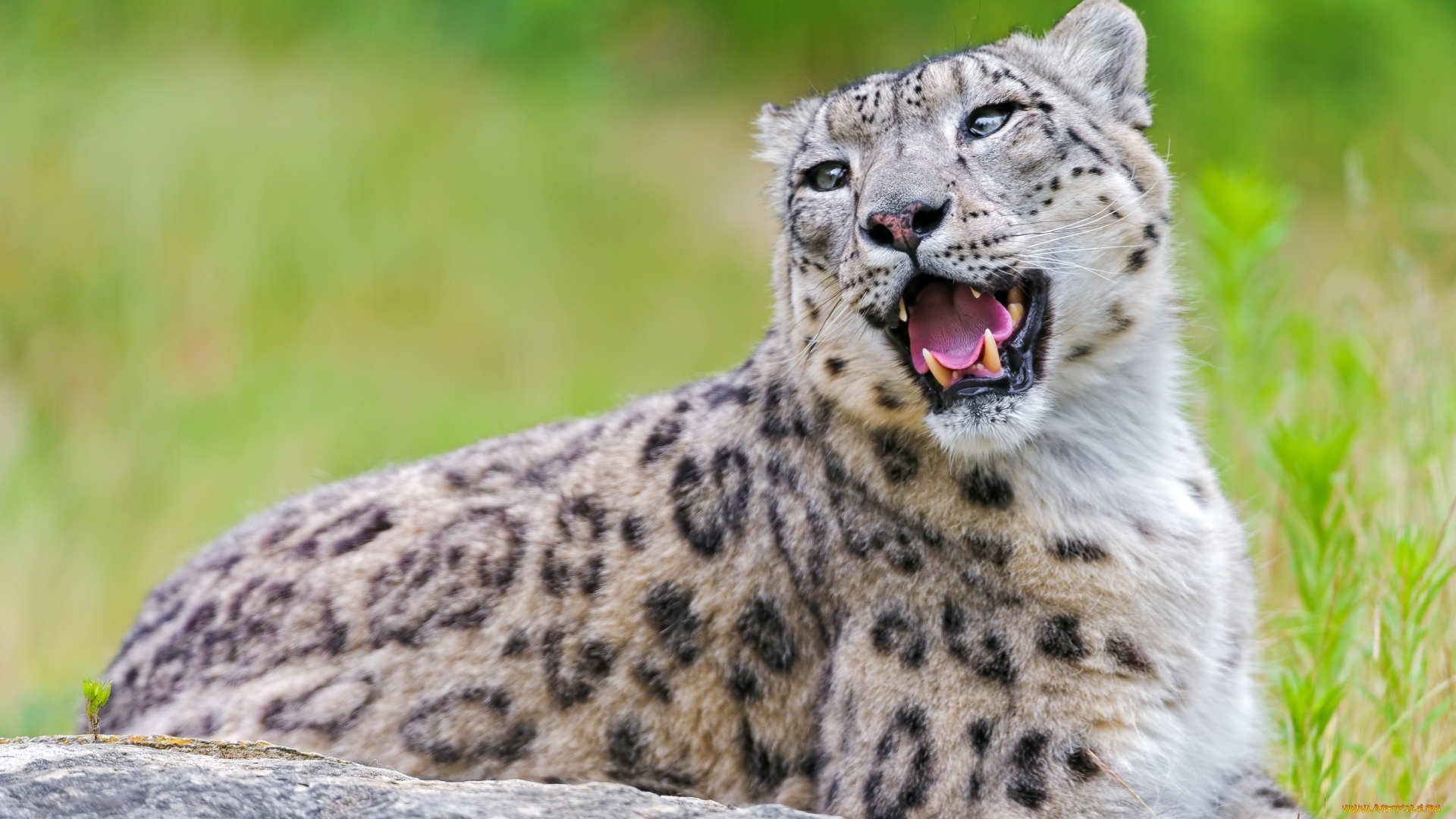 Скачати мобільні шпалери Сніговий Леопард, Коти, Тварина безкоштовно.