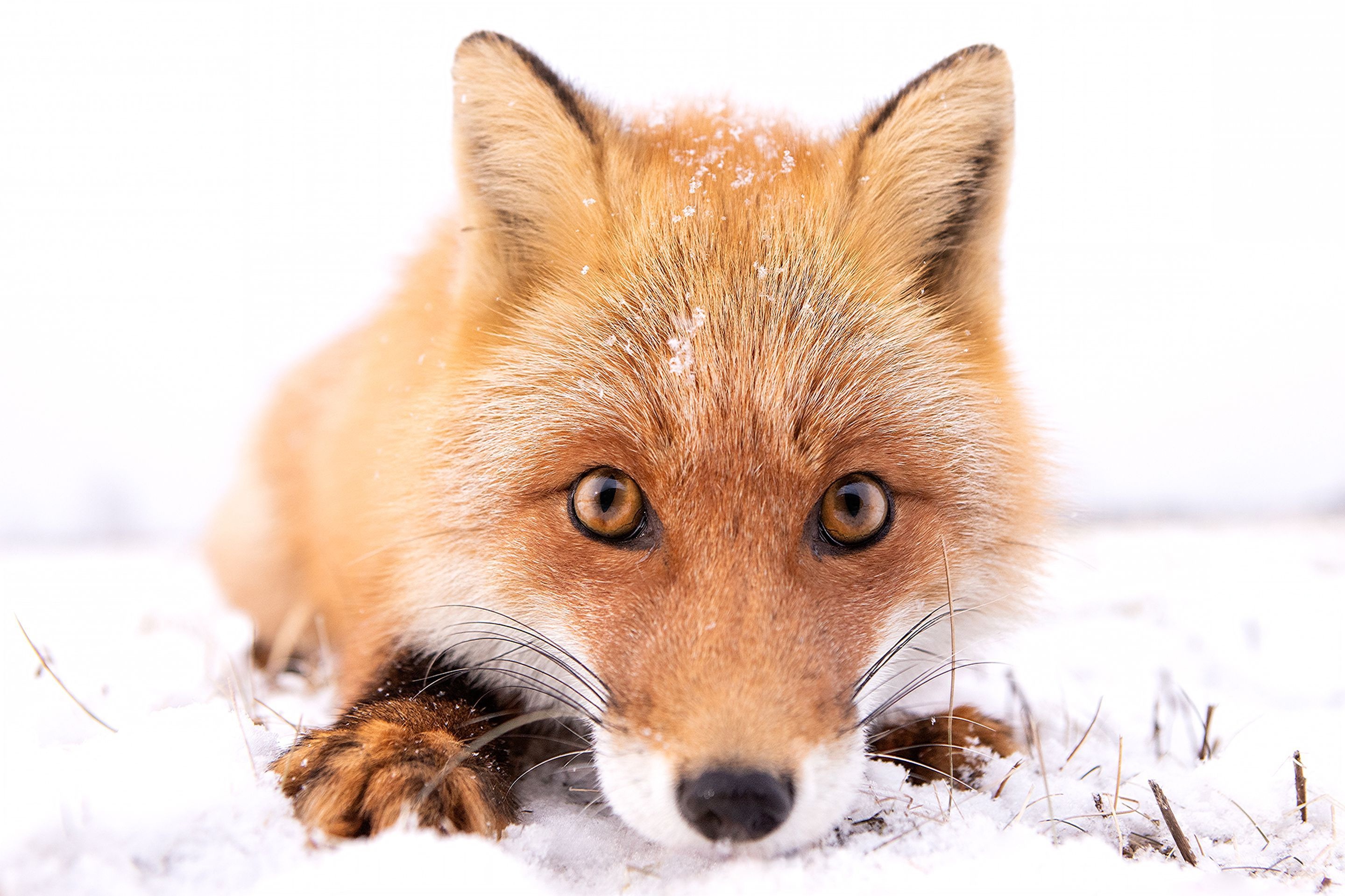 Download mobile wallpaper Winter, Fox, Close Up, Animal, Stare for free.