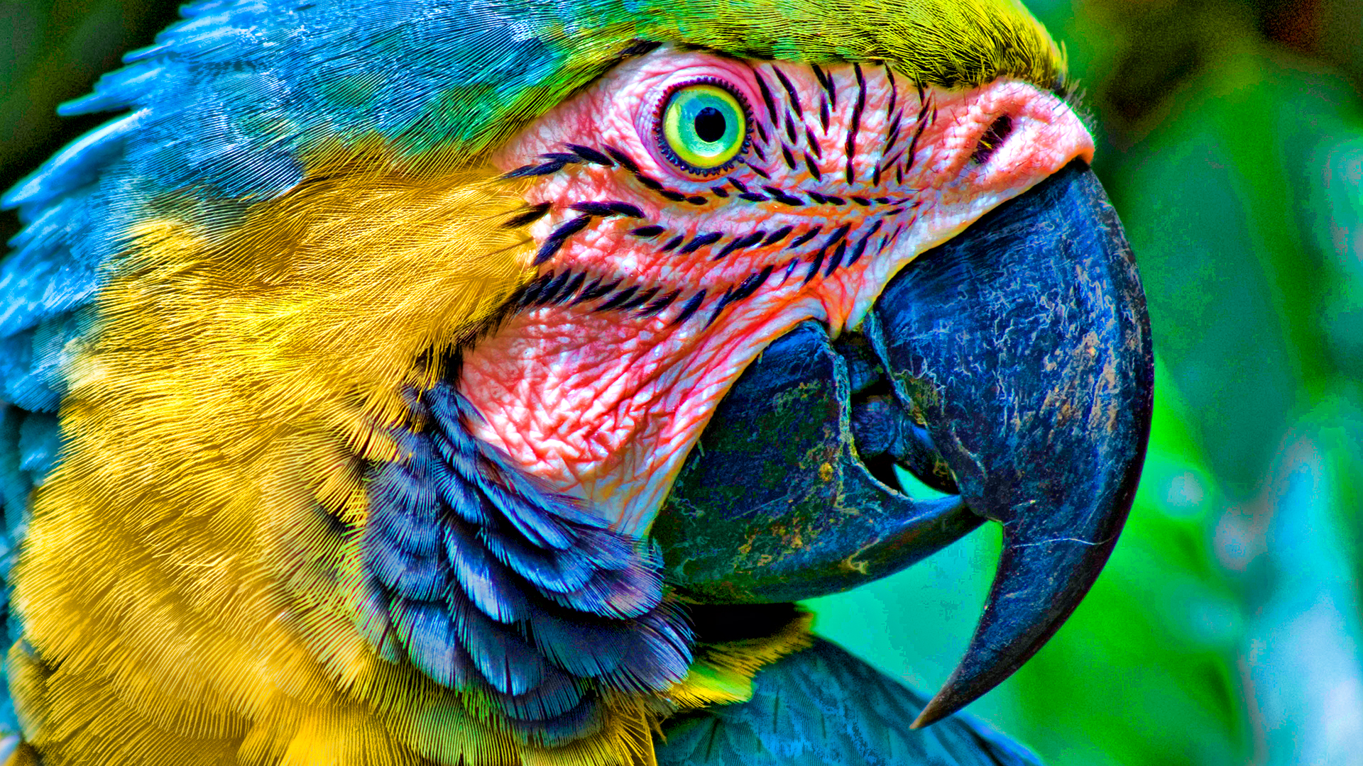 Download mobile wallpaper Macaw, Blue And Yellow Macaw, Parrot, Close Up, Bird, Birds, Animal for free.