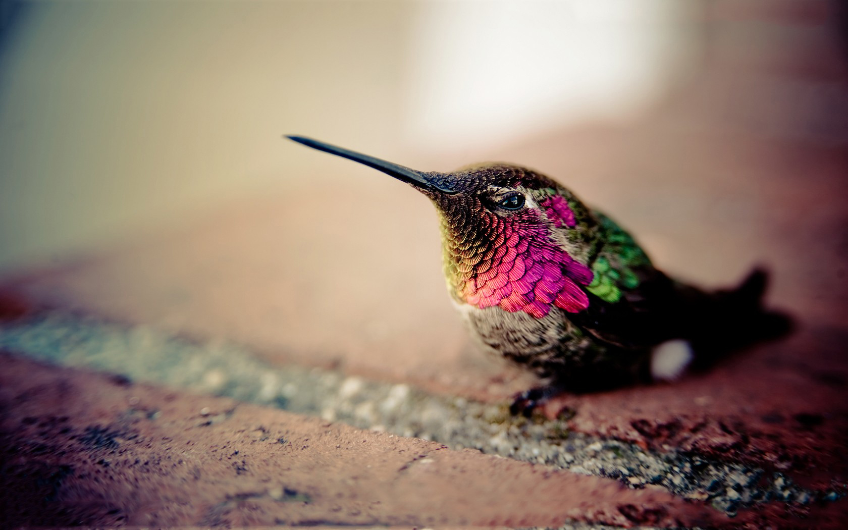 Handy-Wallpaper Kolibri, Vögel, Tiere kostenlos herunterladen.