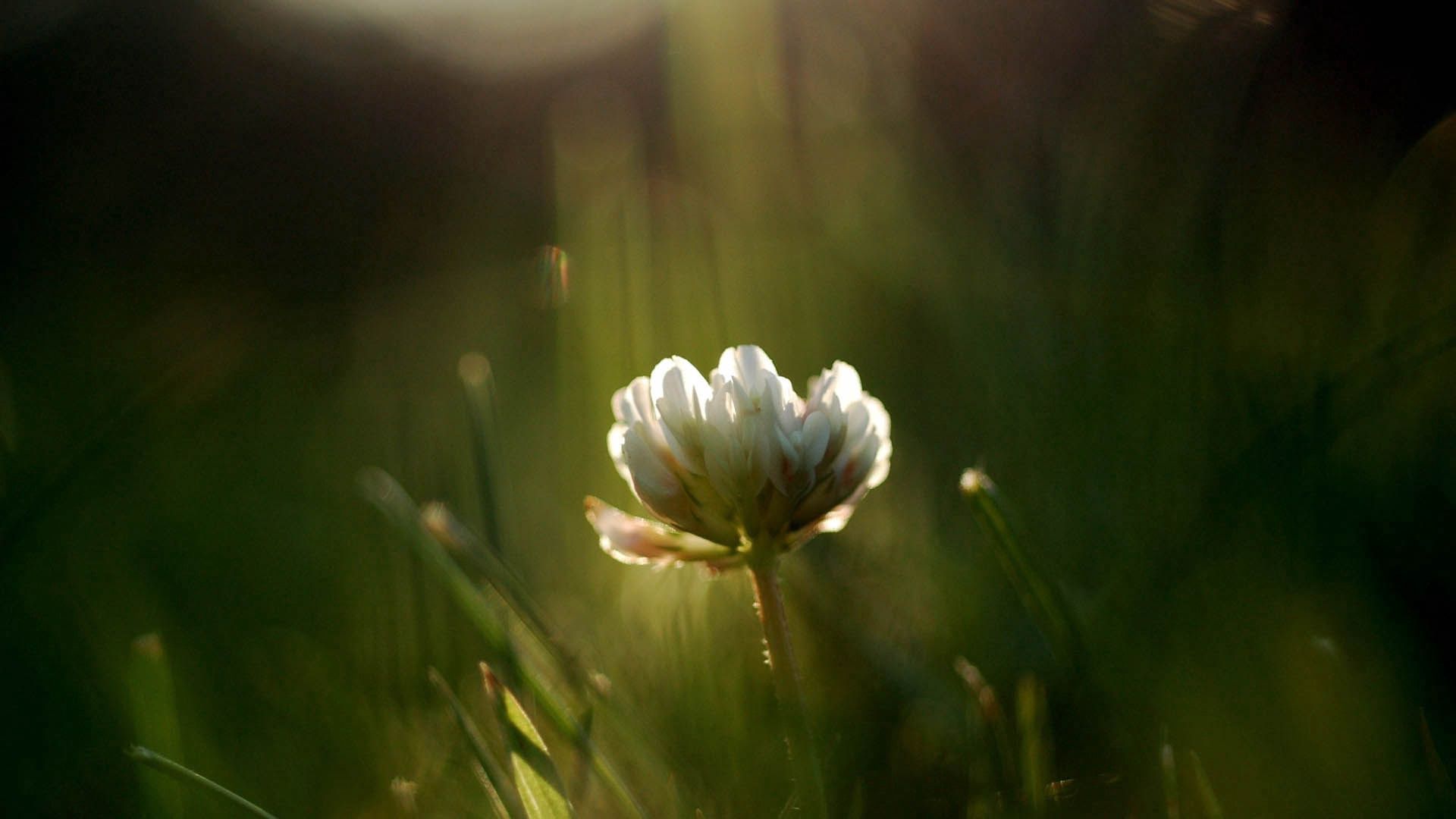 無料モバイル壁紙草, 大きい, マクロ, 輝く, 花, 光, クローバーをダウンロードします。