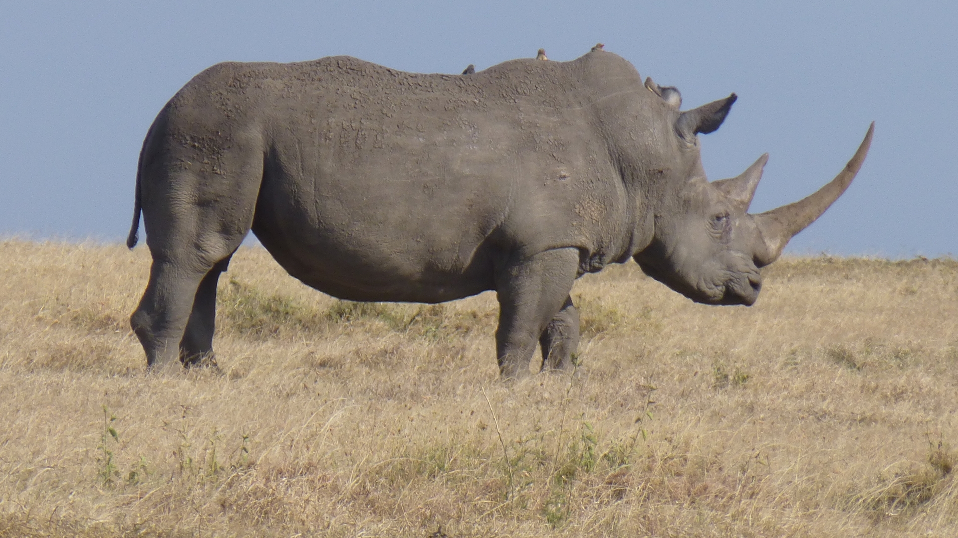 HD wallpaper animal, rhino, rhinoceros