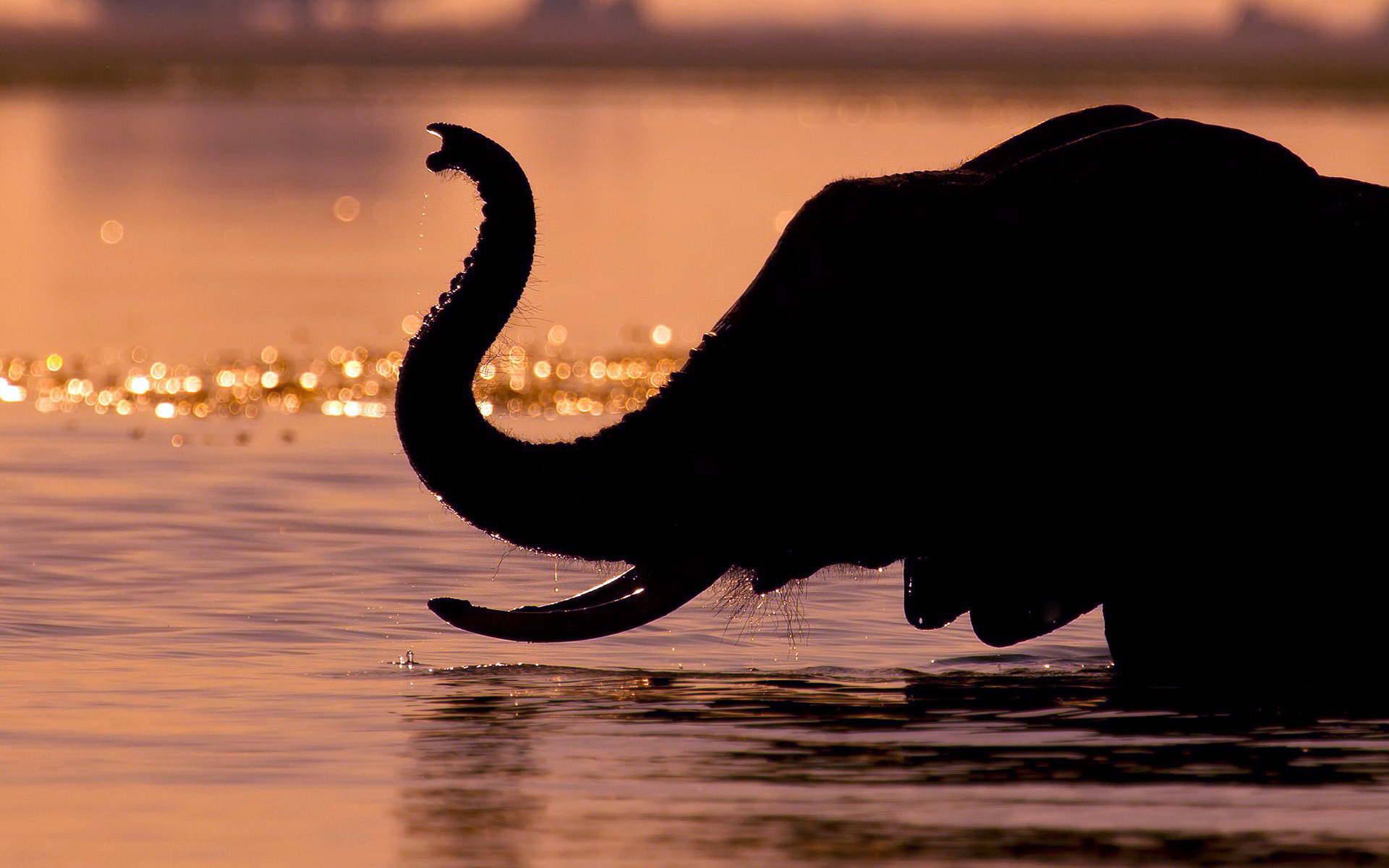 Téléchargez des papiers peints mobile Éléphant De Savane D'afrique, Éléphants, Silhouette, Animaux gratuitement.