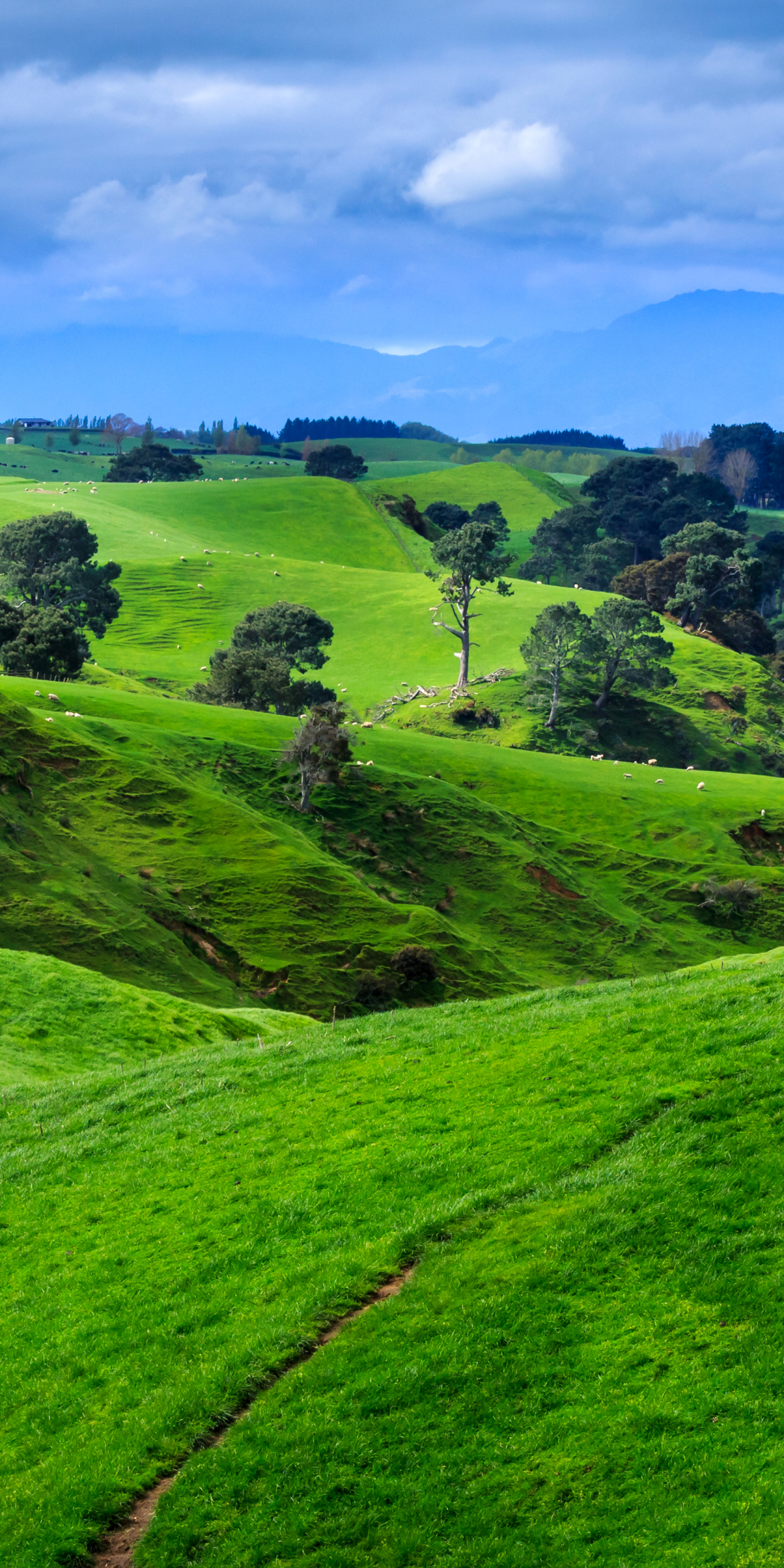 Скачати мобільні шпалери Пейзаж, Природа, Трава, Нова Зеландія, Земля, Хілл безкоштовно.