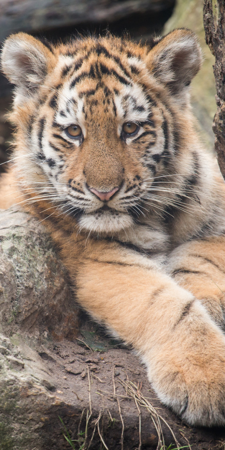 Baixar papel de parede para celular de Animais, Gatos, Tigre, Bonitinho, Fofo, Filhote gratuito.