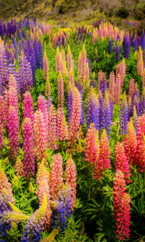 Download mobile wallpaper Flower, Earth, Lupine for free.