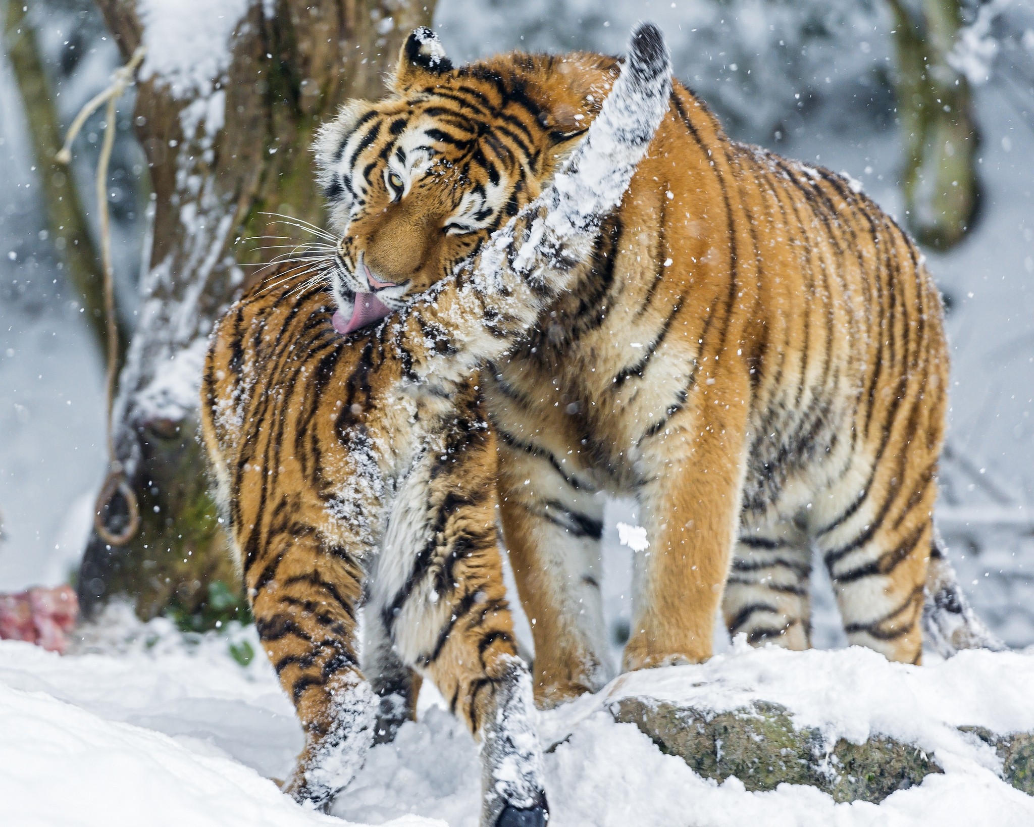 112458 скачать картинку амурский тигр, животные, снег, большая кошка, детеныш, хищники - обои и заставки бесплатно