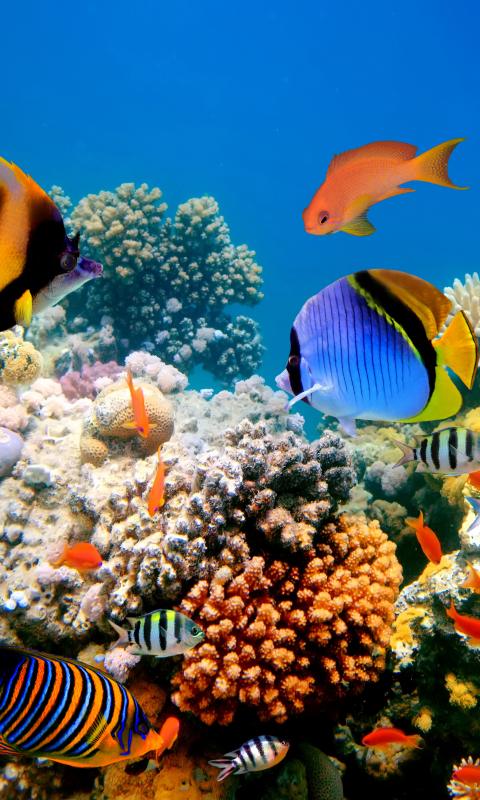 Download mobile wallpaper Fishes, Animal, Fish, Underwater, Coral Reef for free.