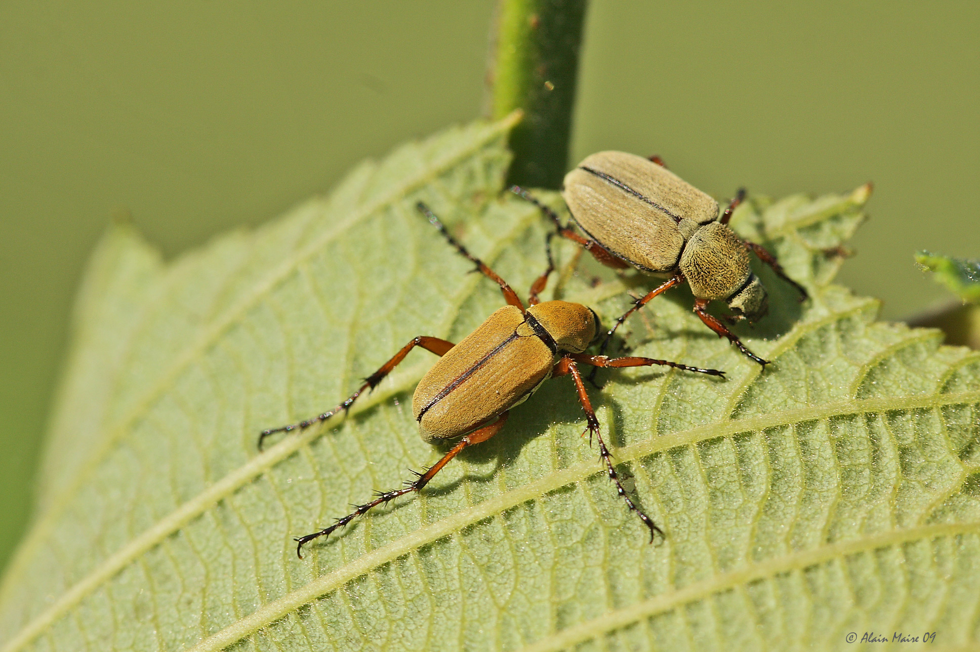 Téléchargez des papiers peints mobile Animaux, Insecte gratuitement.