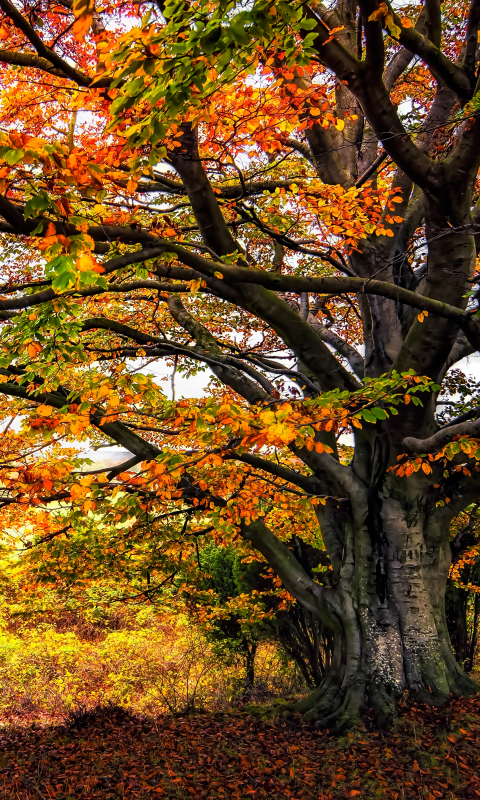 無料モバイル壁紙木, 秋, 地球をダウンロードします。