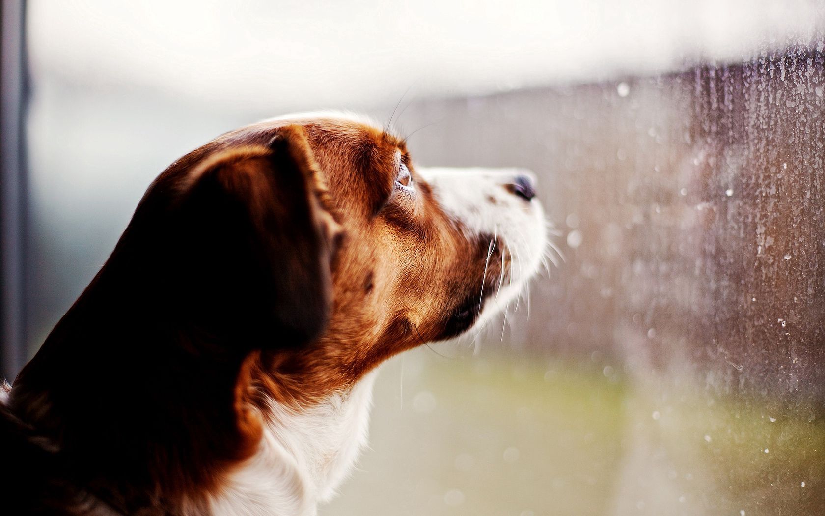 86713 скачать картинку животные, дождь, капли, собака, стекло, окно, смотрит - обои и заставки бесплатно