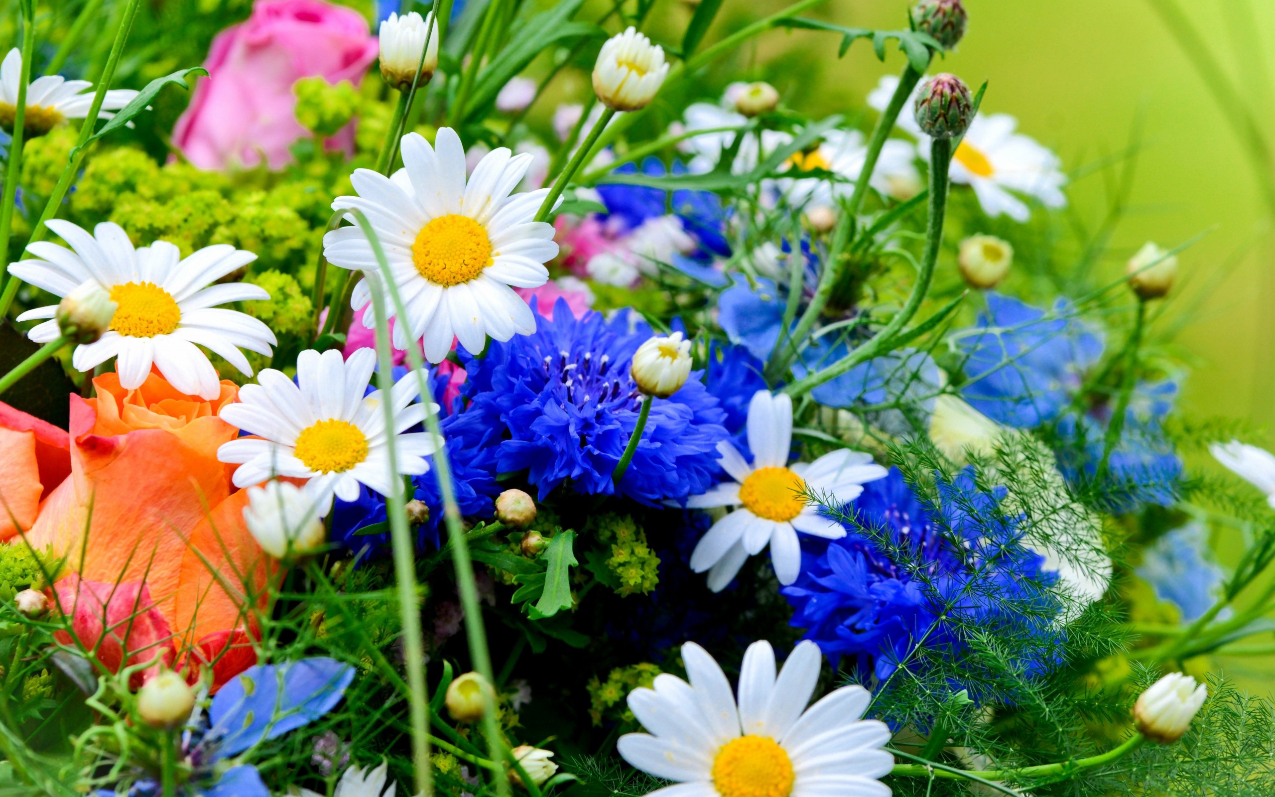 Descarga gratis la imagen Flor, Tierra/naturaleza en el escritorio de tu PC
