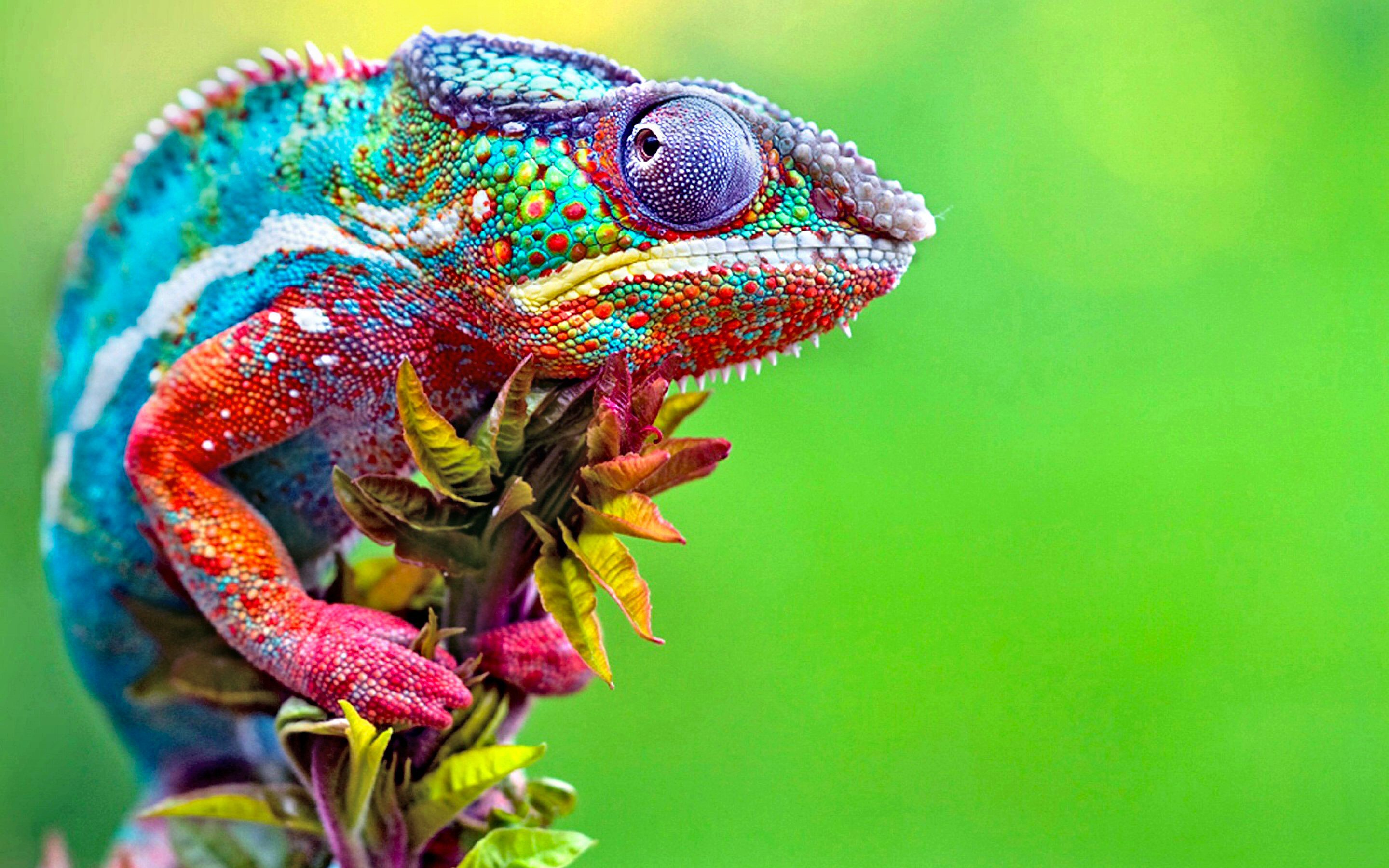 reptiles, colorful, lizard, animal, chameleon