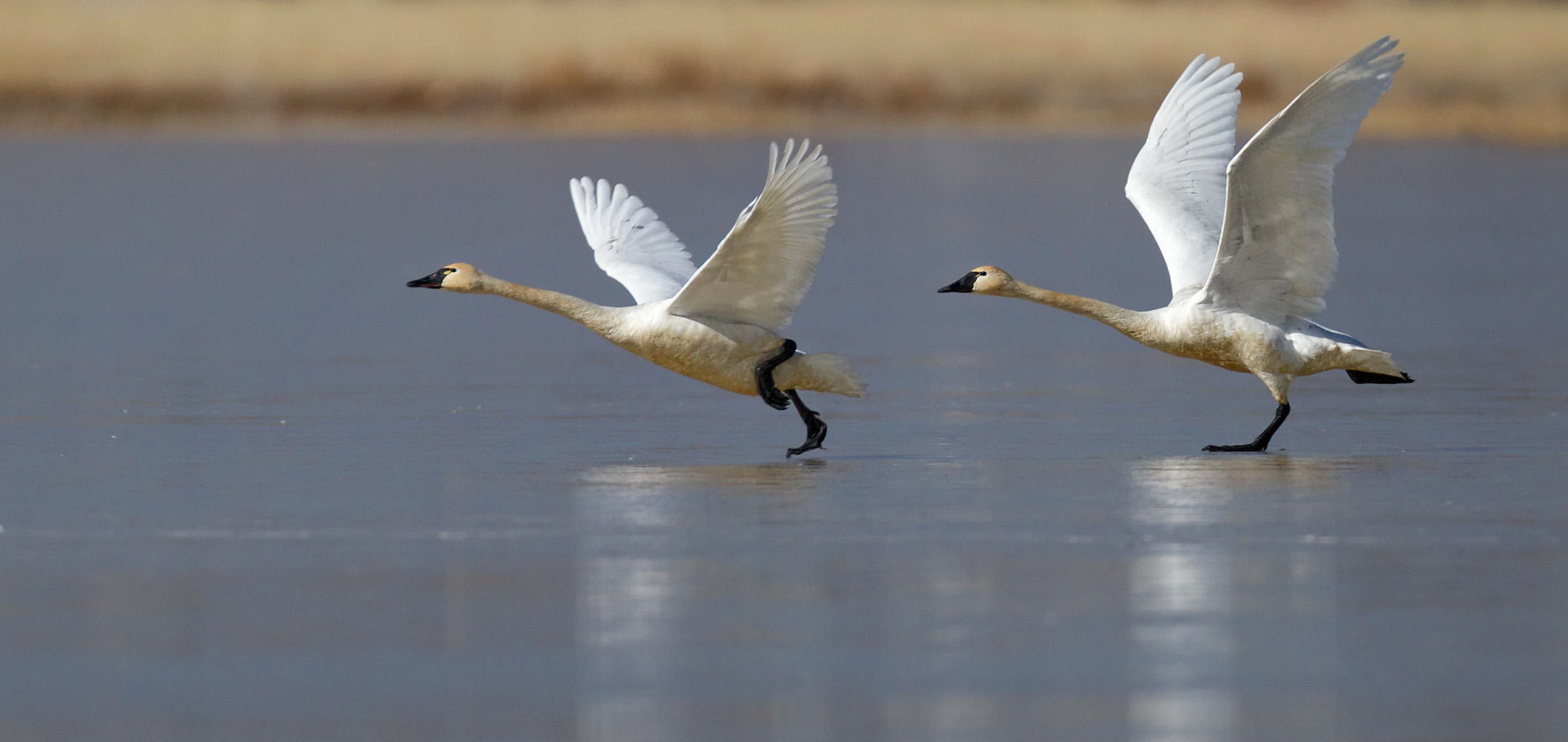 Download mobile wallpaper Swan, Birds, Animal for free.