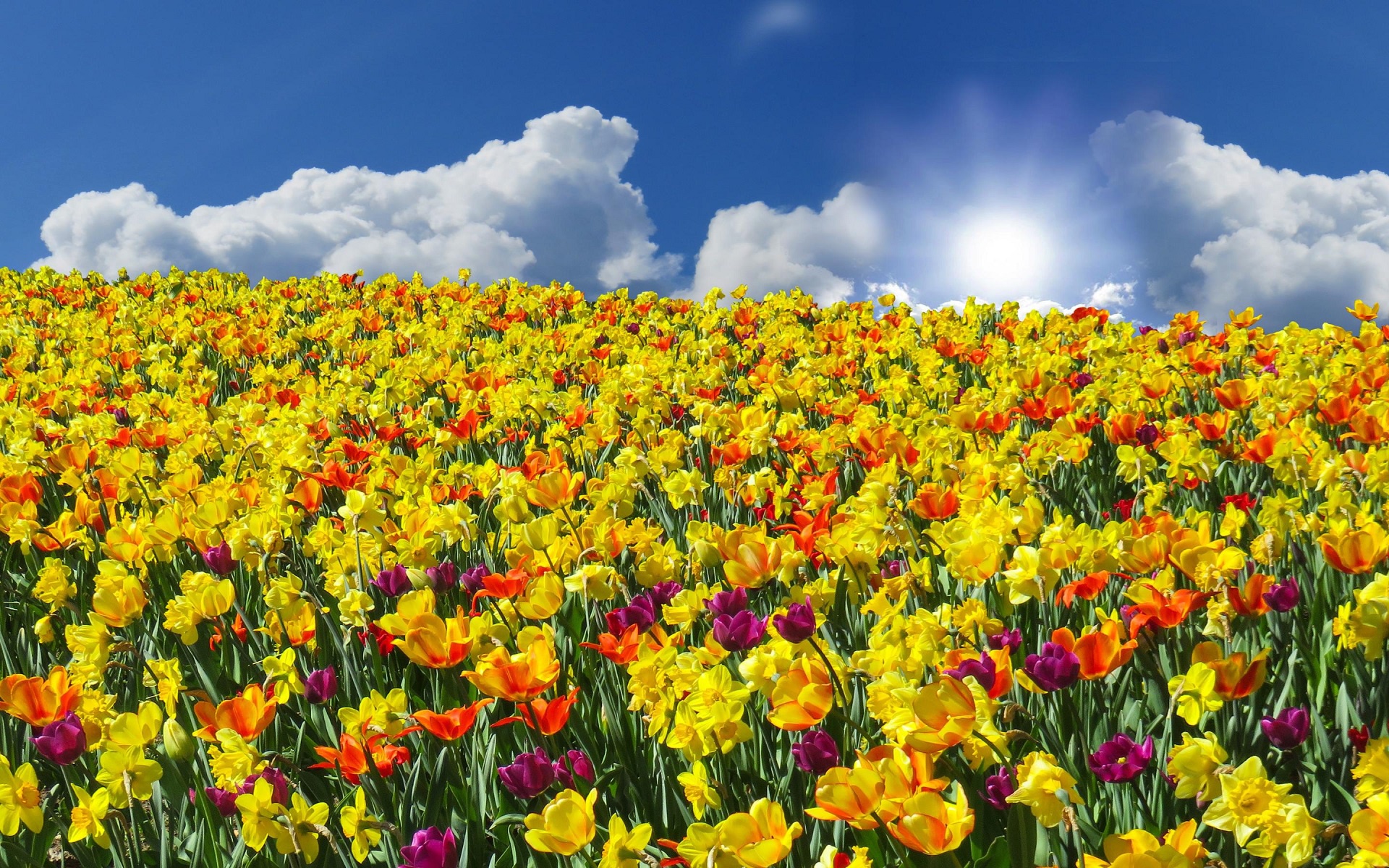 Handy-Wallpaper Natur, Blumen, Sommer, Blume, Tulpe, Gelbe Blume, Erde/natur kostenlos herunterladen.