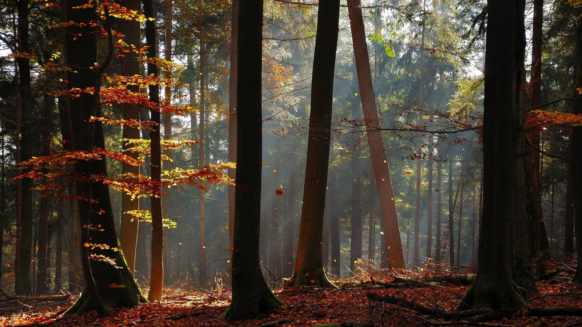 Descarga gratis la imagen Bosque, Tierra/naturaleza en el escritorio de tu PC