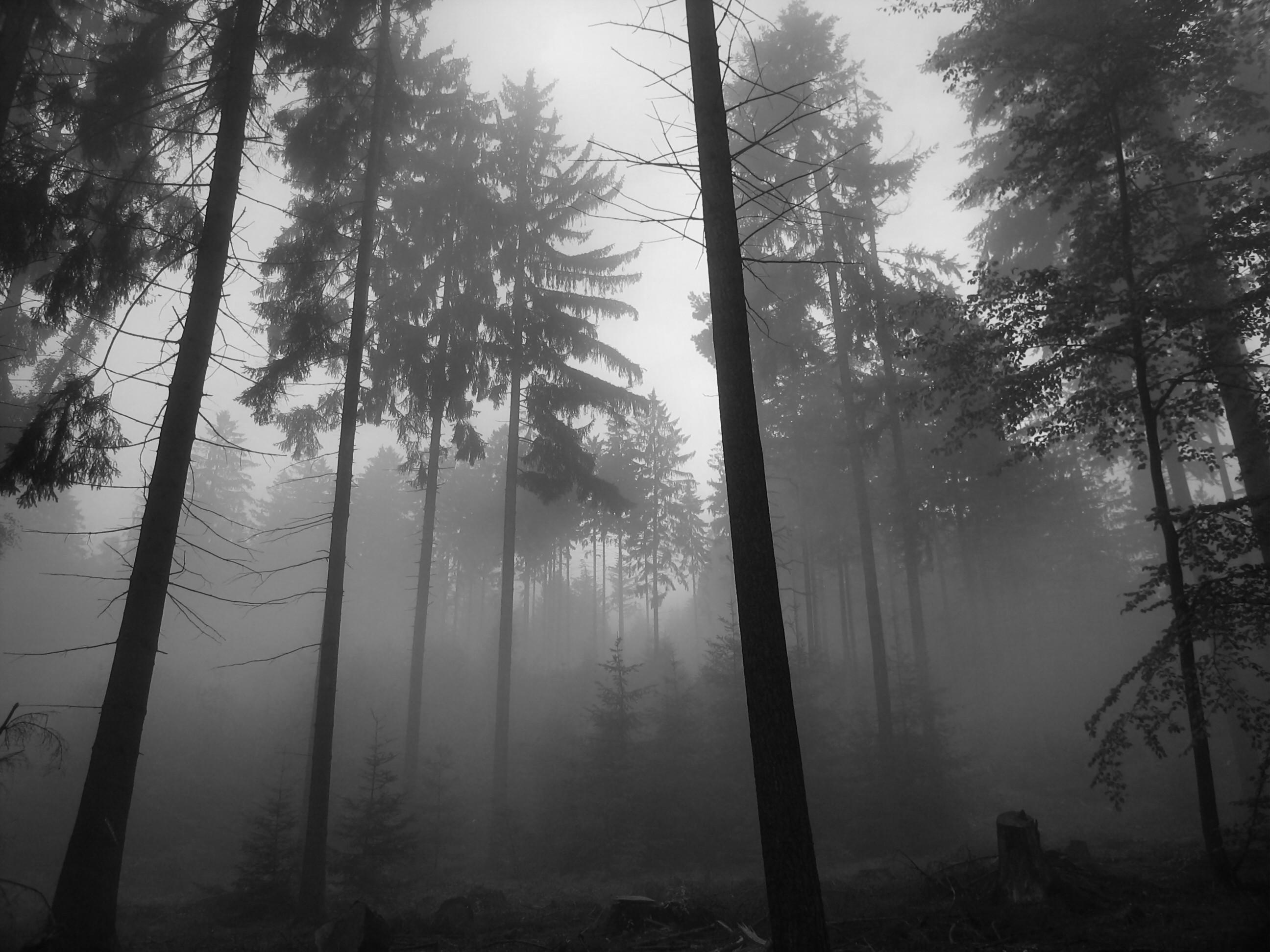 Free download wallpaper Fog, Earth on your PC desktop