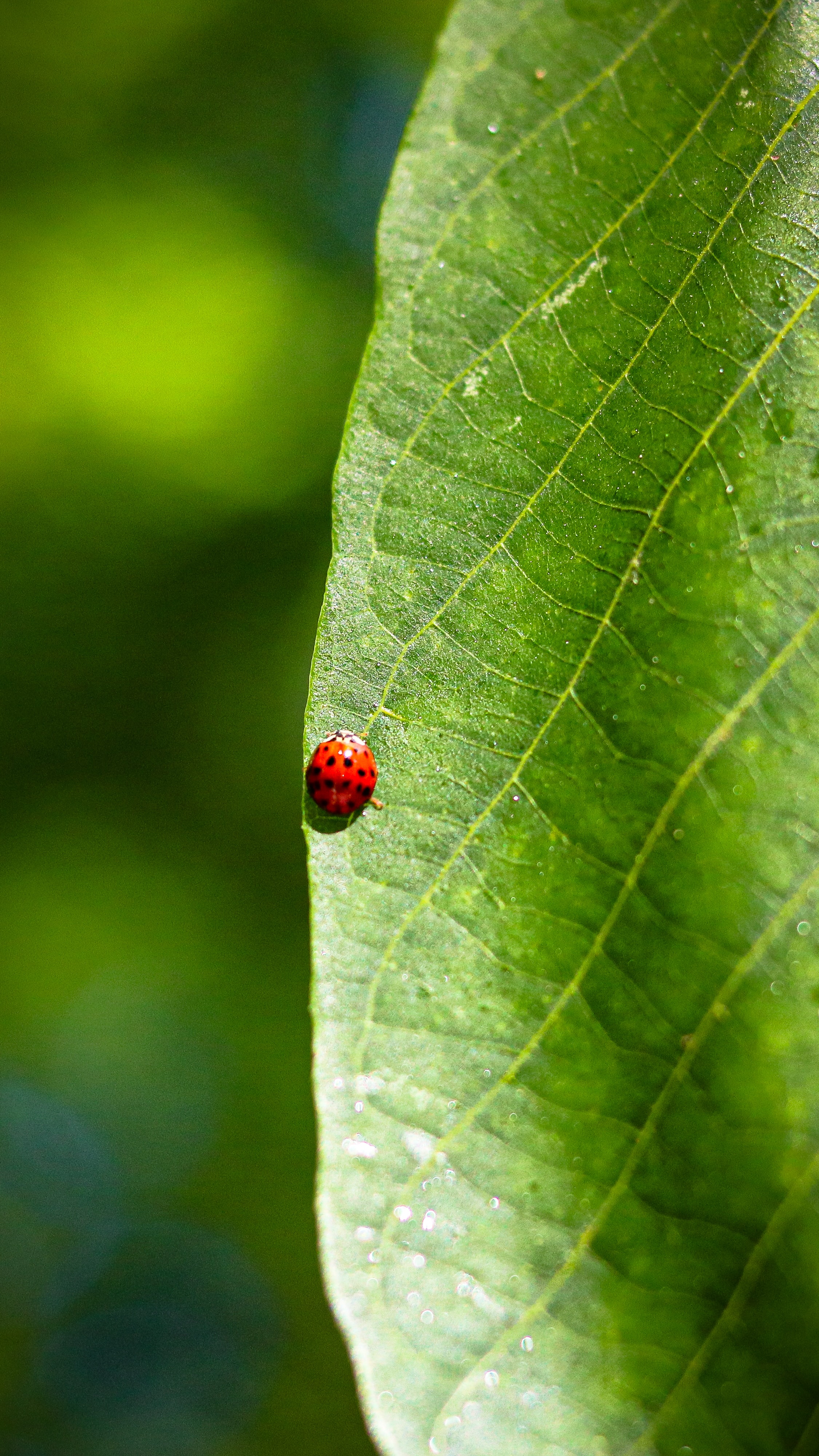 Download mobile wallpaper Ladybird, Ladybug, Macro, Leaf, Sheet, Veins for free.