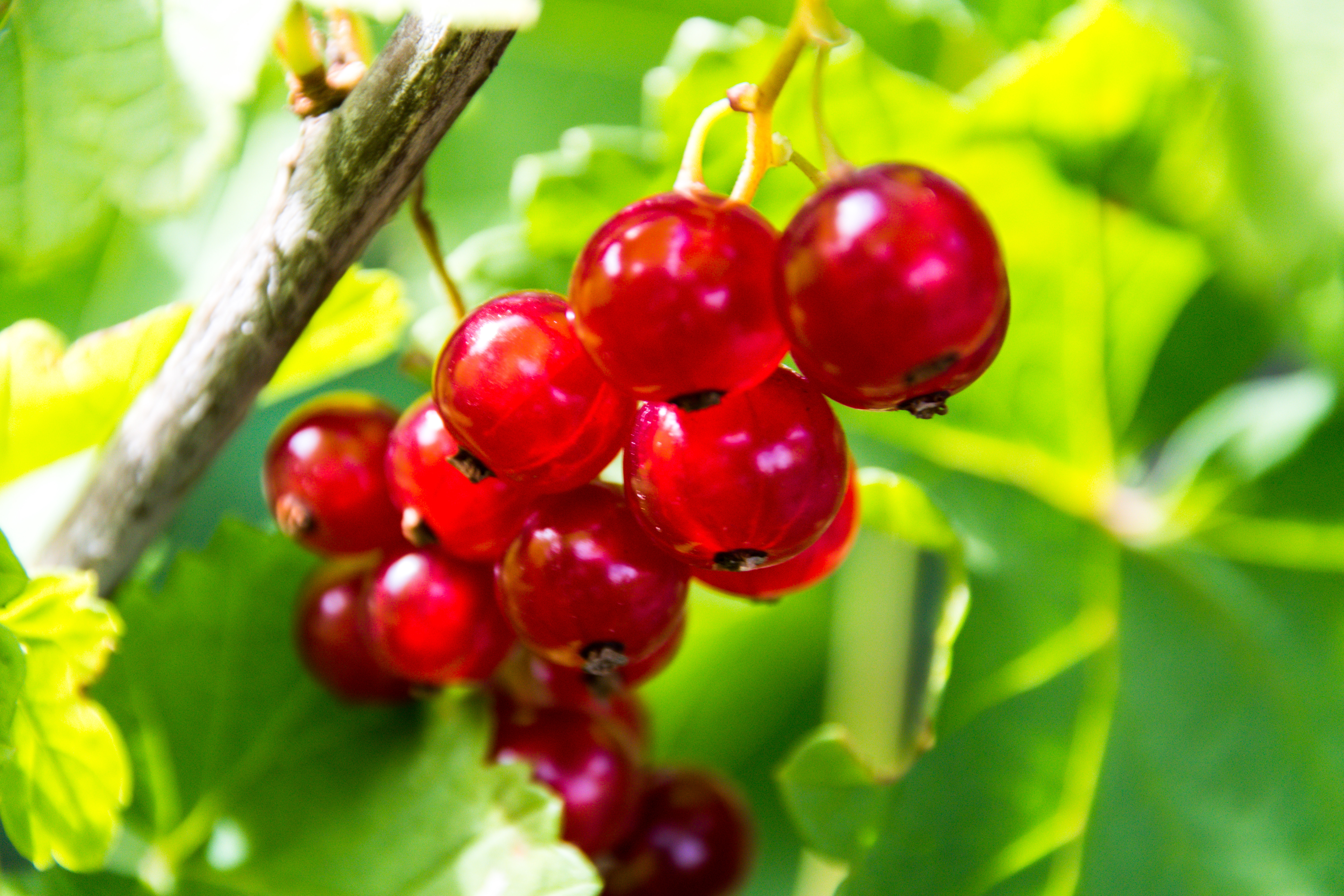 fruit, food, currant, red, berry HD wallpaper