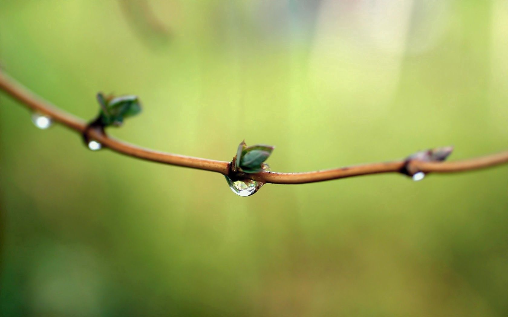 Download mobile wallpaper Macro, Branch, Dew, Drops, Spring, Background for free.