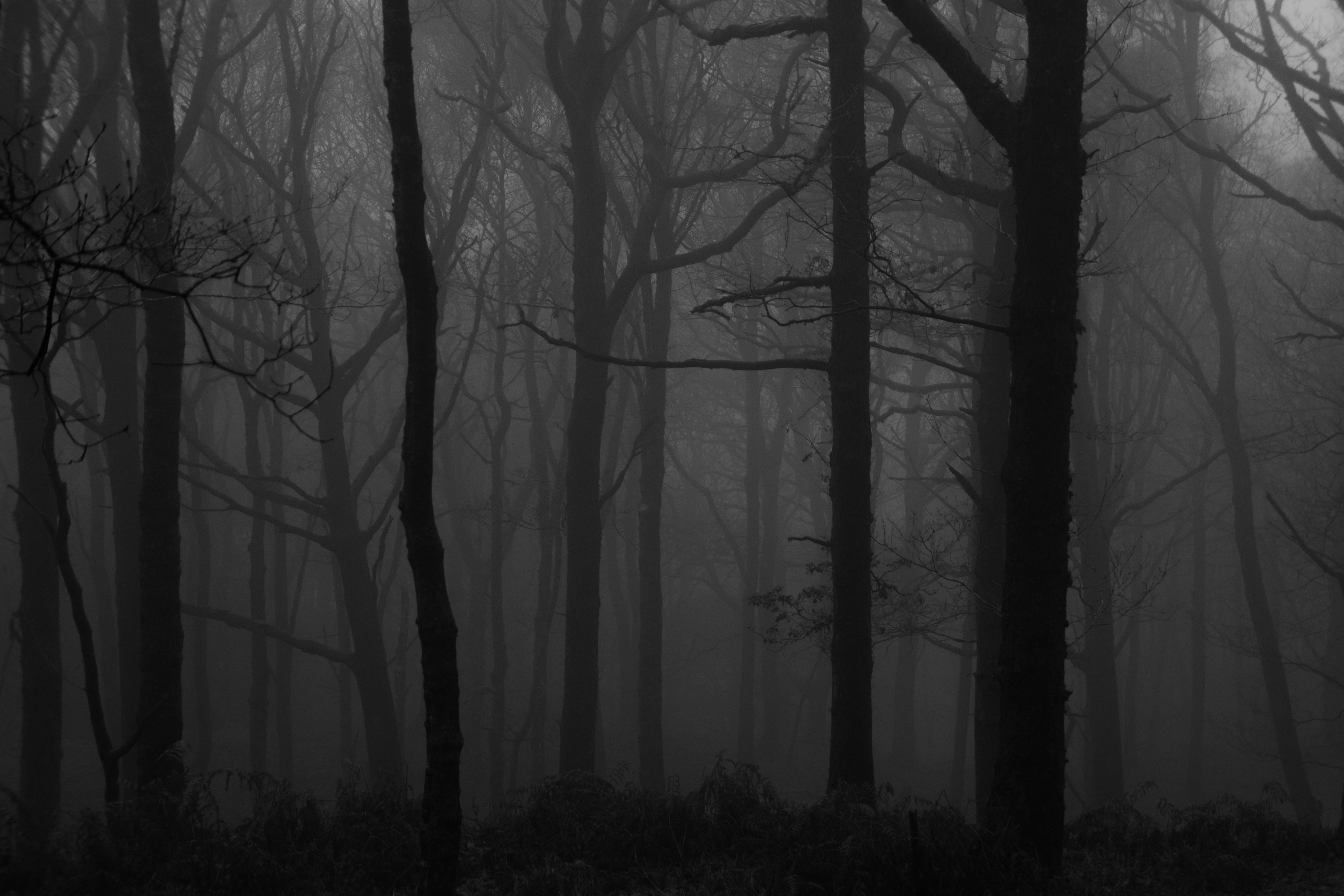 fog, black, dark, chb, bw, trees, forest download HD wallpaper