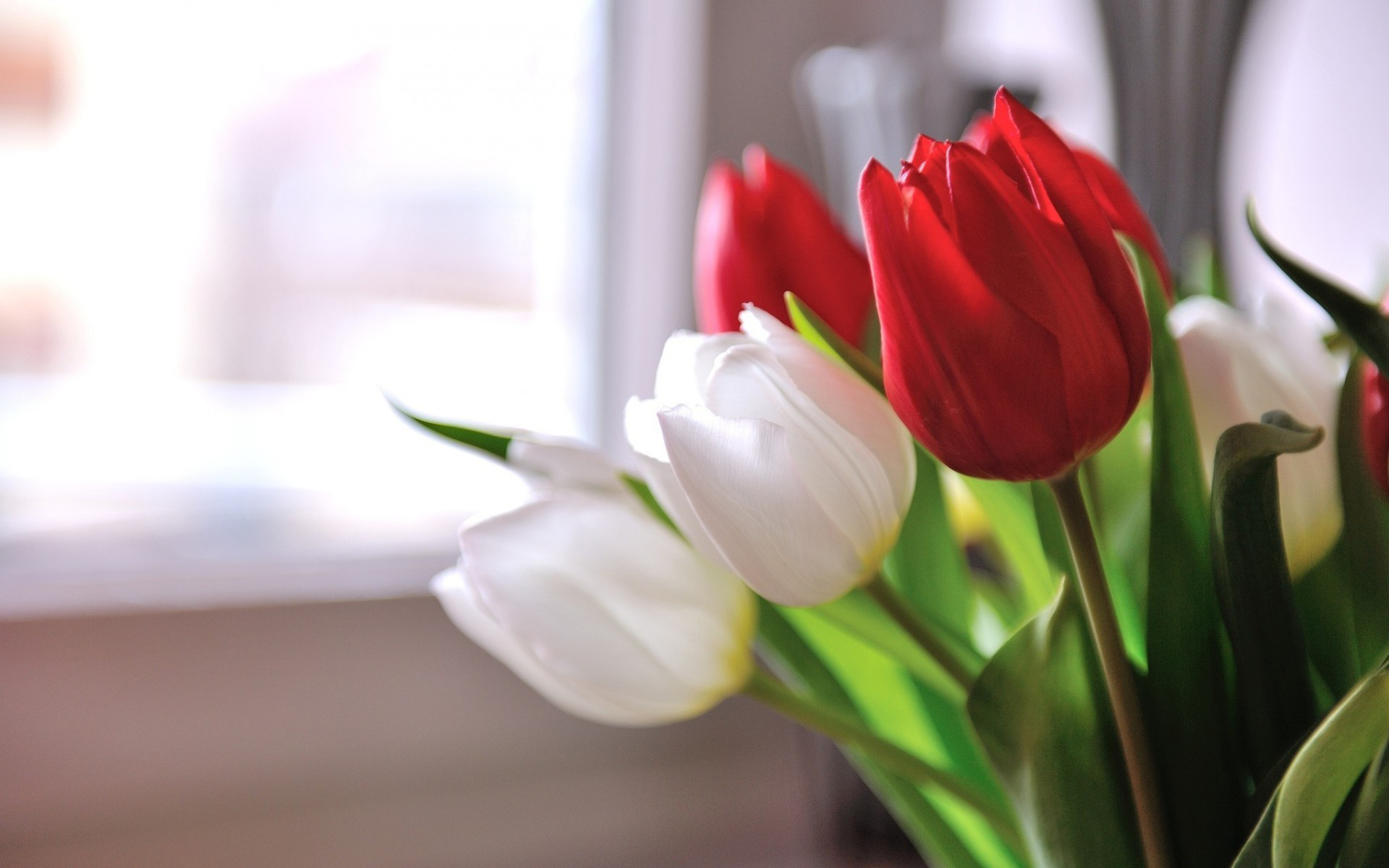 Free download wallpaper Tulip, Flowers, Earth on your PC desktop