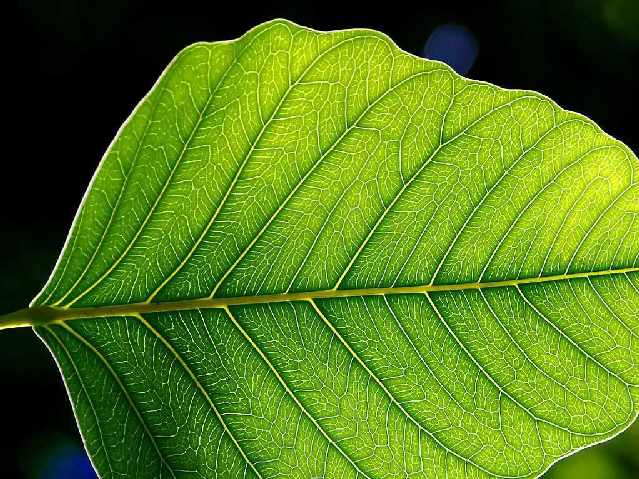 Free download wallpaper Leaf, Earth on your PC desktop