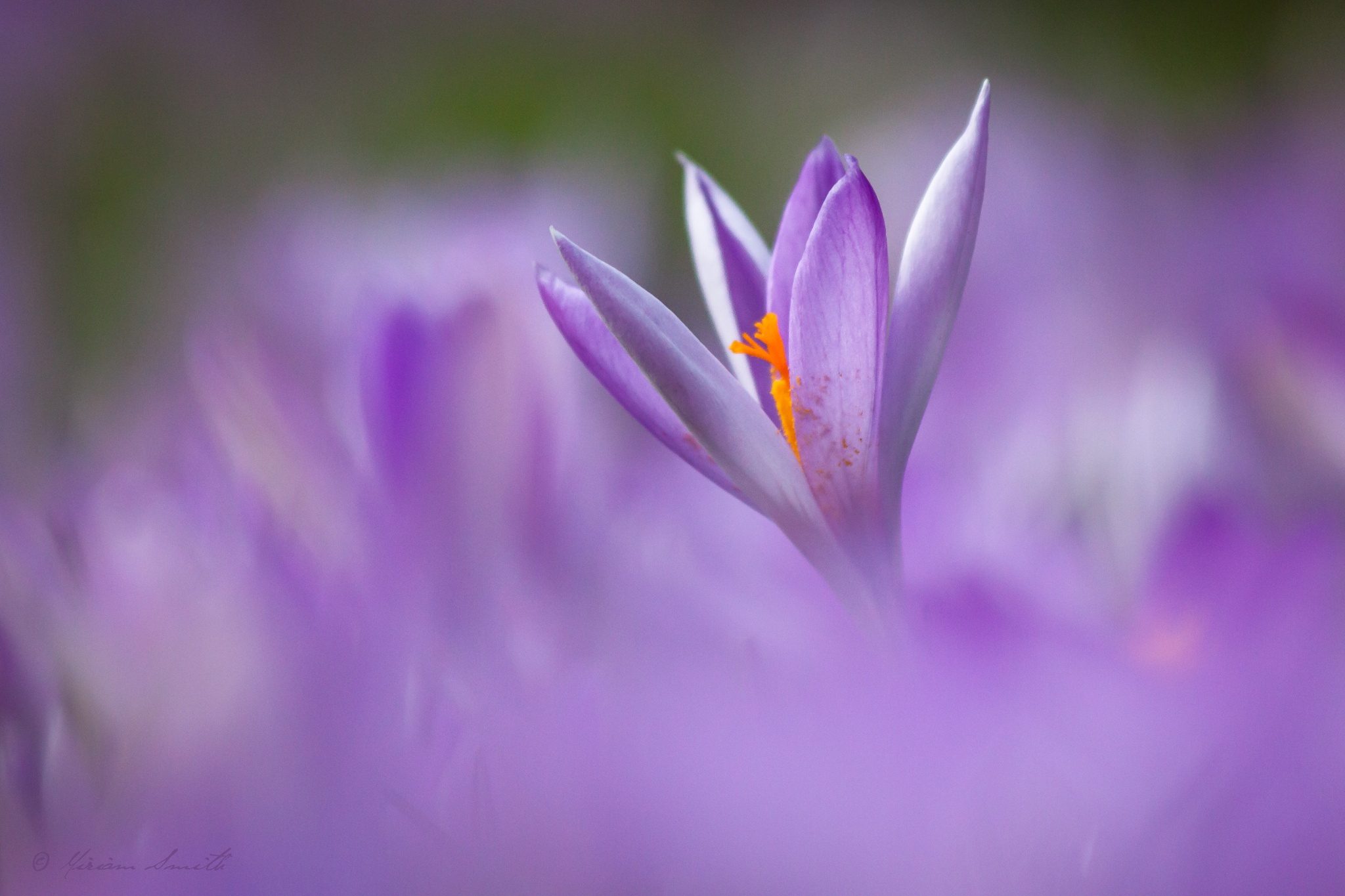 Descarga gratuita de fondo de pantalla para móvil de Naturaleza, Flores, Flor, De Cerca, Azafrán, Flor Purpura, Tierra/naturaleza, Difuminado.