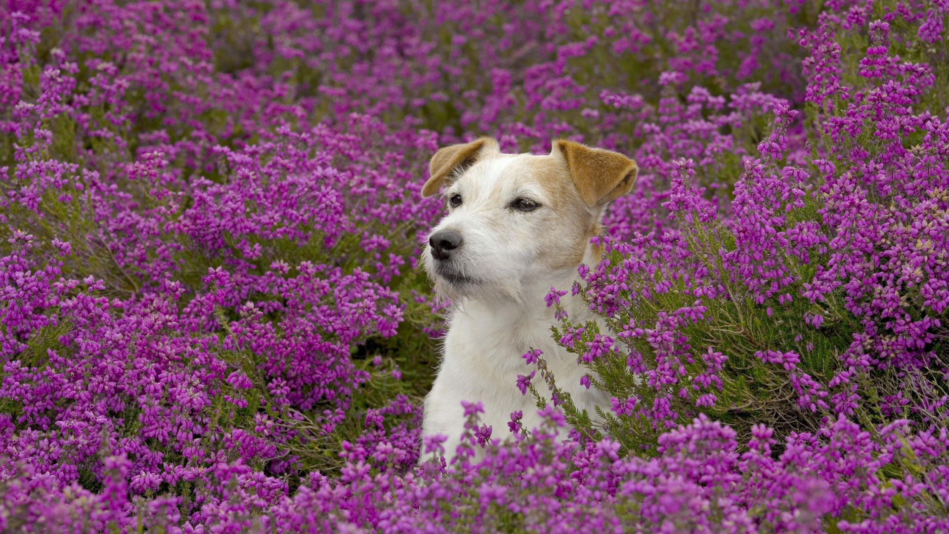 Download mobile wallpaper Animals, Muzzle, Grass, Dog, Flowers for free.