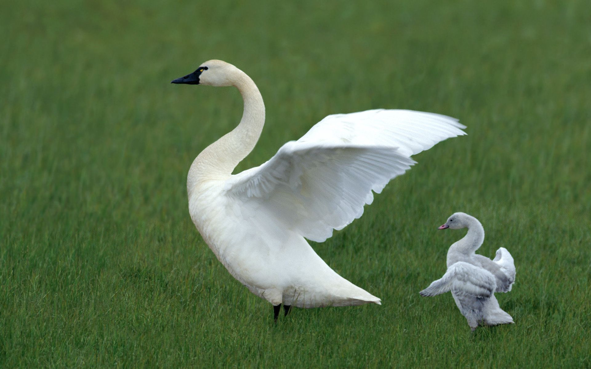 young, animals, grass, family, swan, cubs