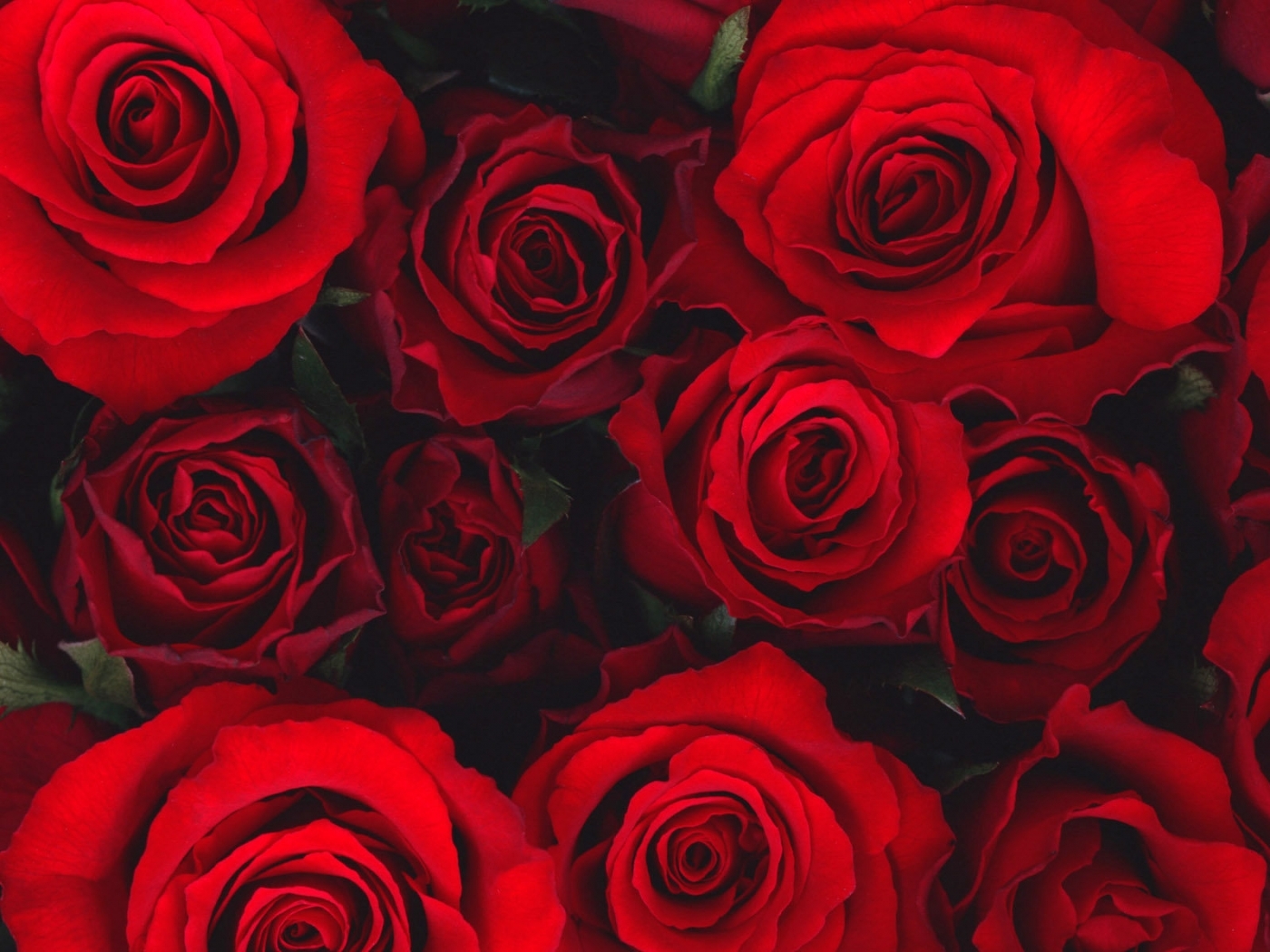 Download background flowers, roses, pictures, red